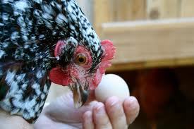 one of the best type of chickens i have. the speckled sussox