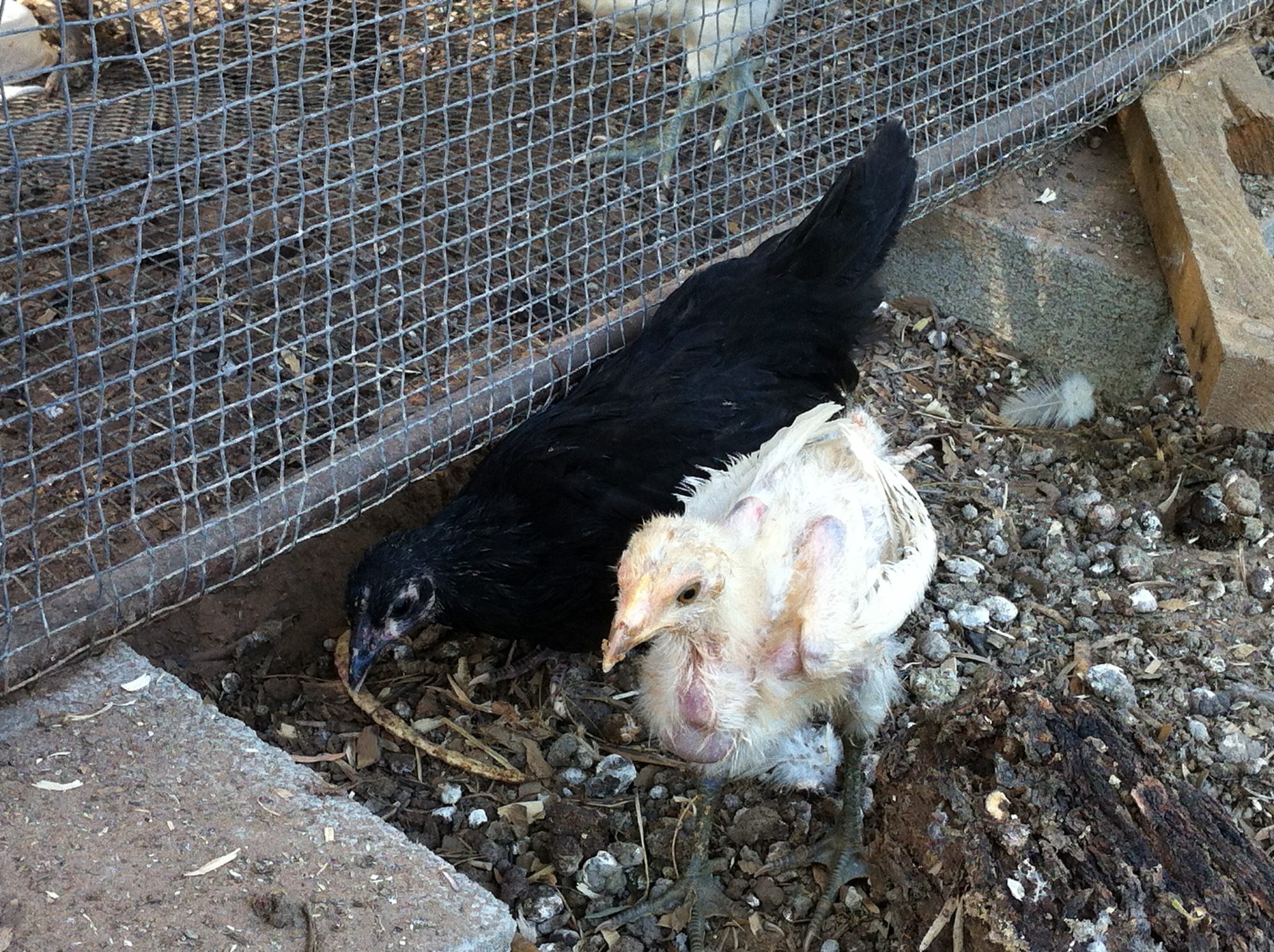 One of the Black Australorps with Legs, an EE?