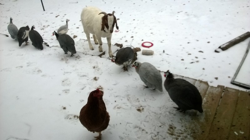 One of the brave hens, Annelisse, and our guineas playing in the snow.