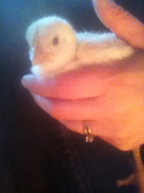One of the broilers...  I love this picture!