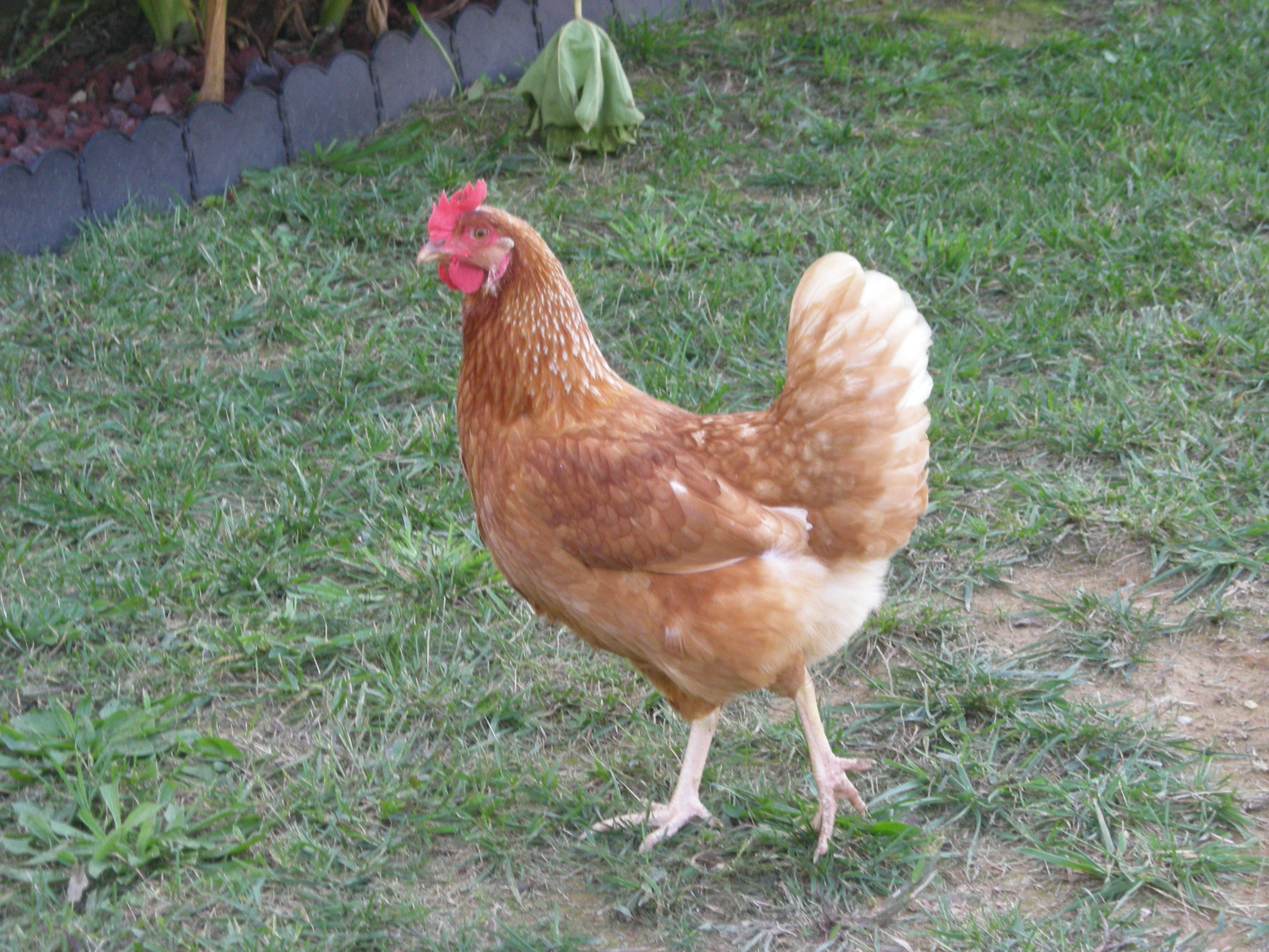 One of the brown hens. We have four and our daughter named the group the Henny Penny fan girls.