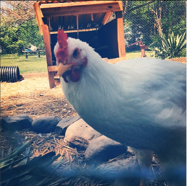 One of the chickens