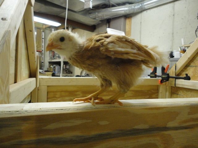 One of the chicks checking on the progress.
