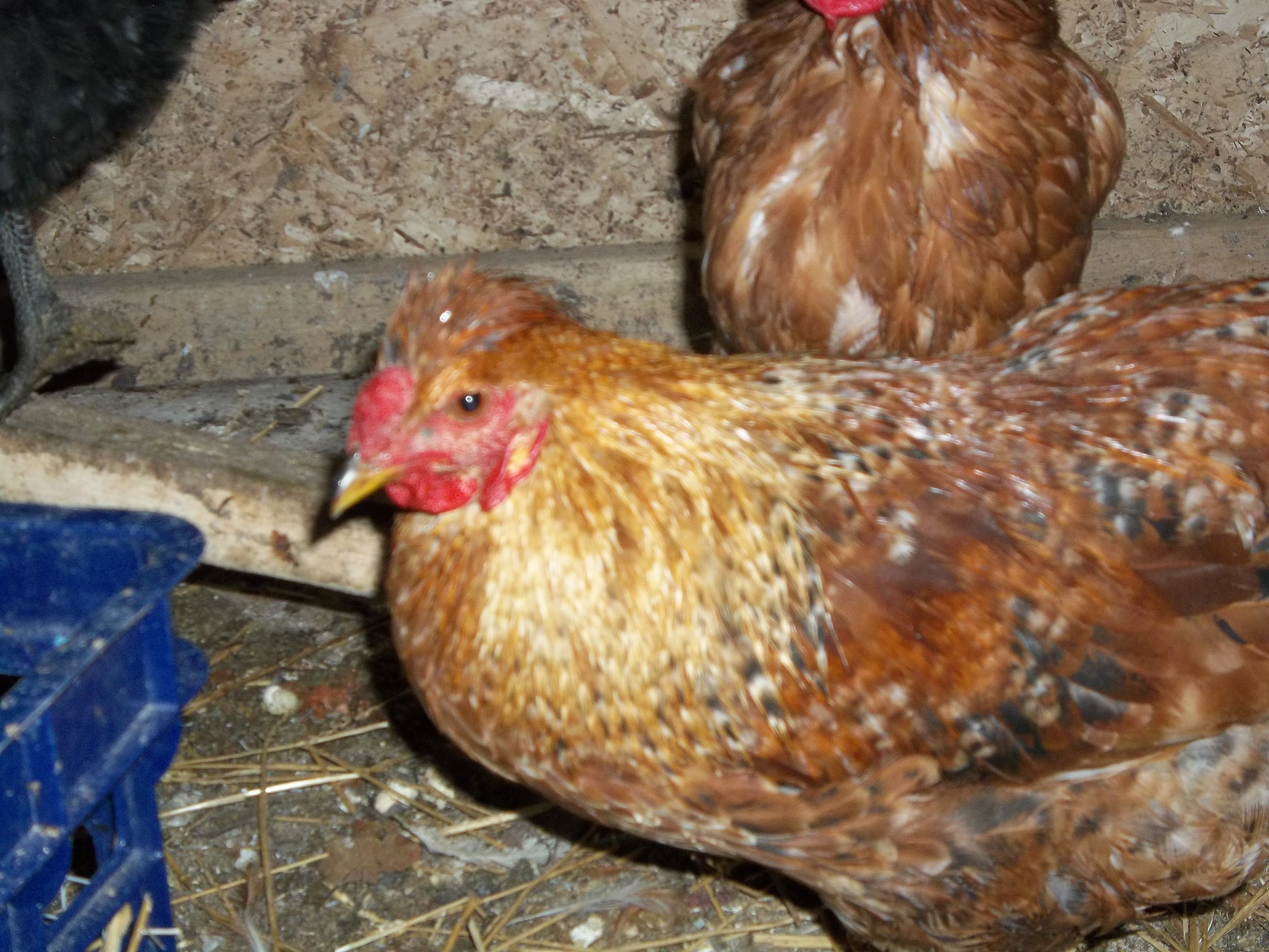 one of the chicks  i was given