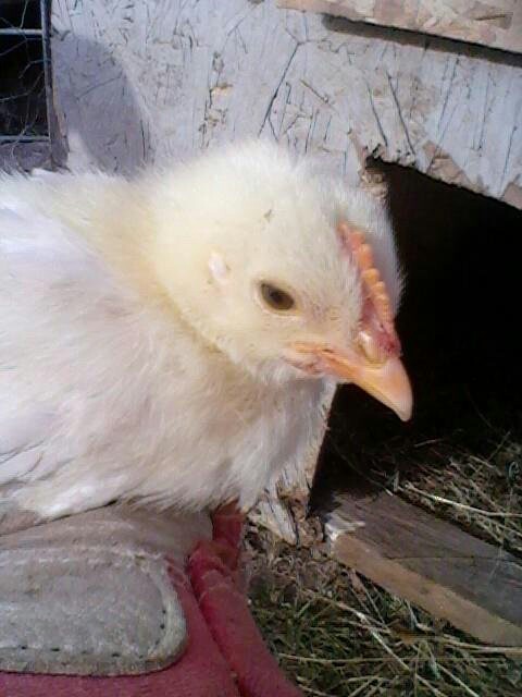 One of the chicks