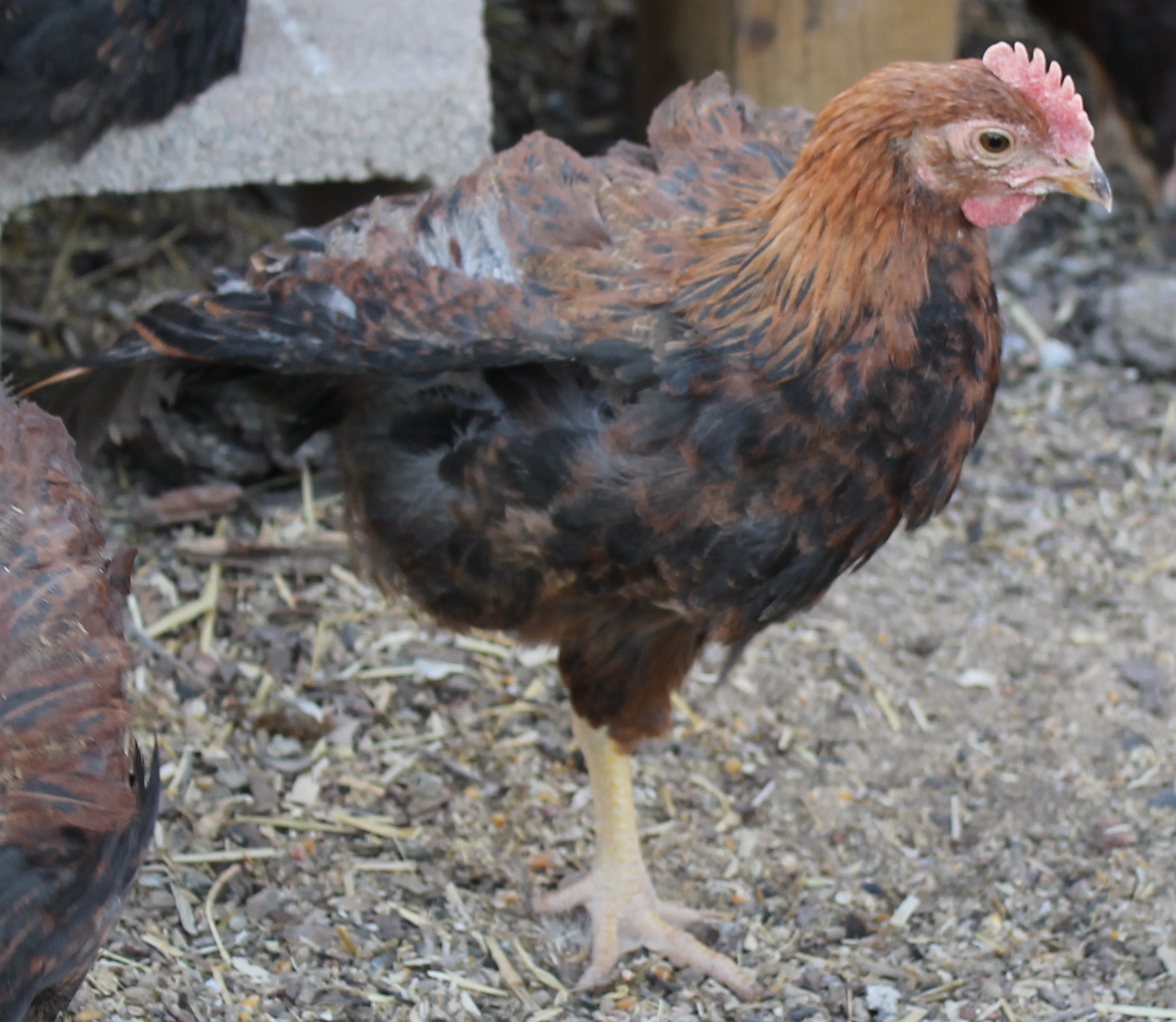 one of the cockerels