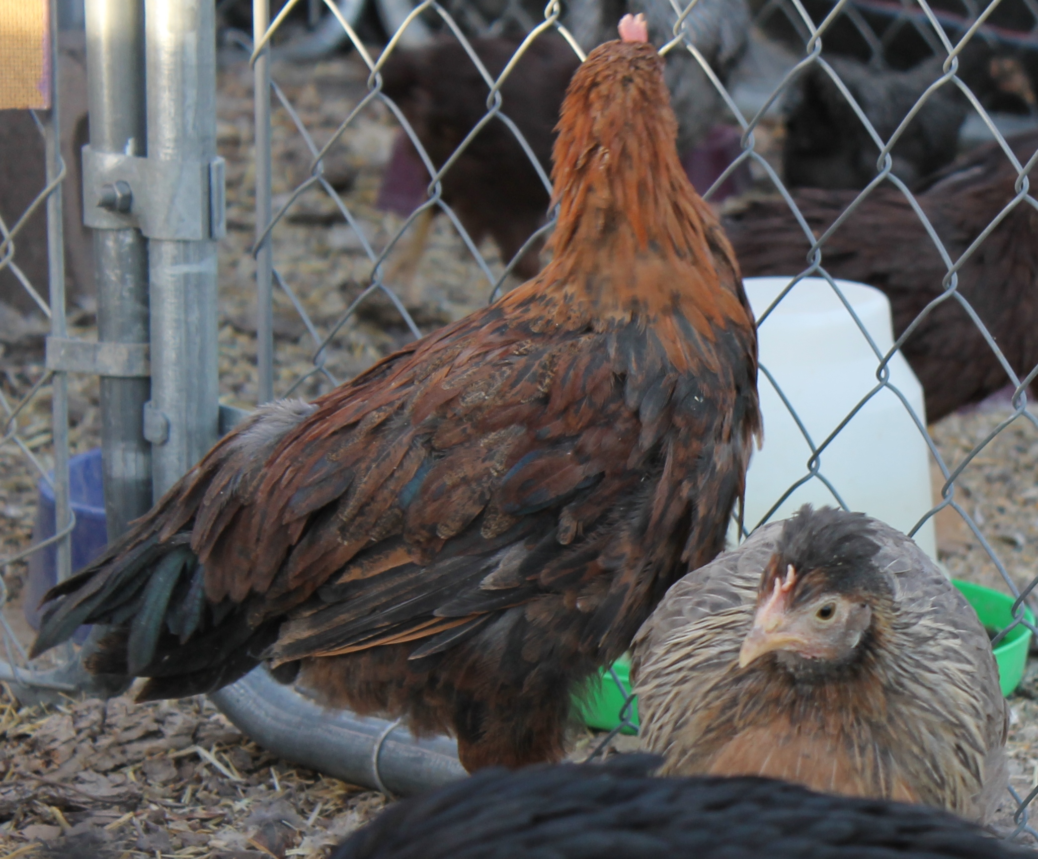 one of the cockerels