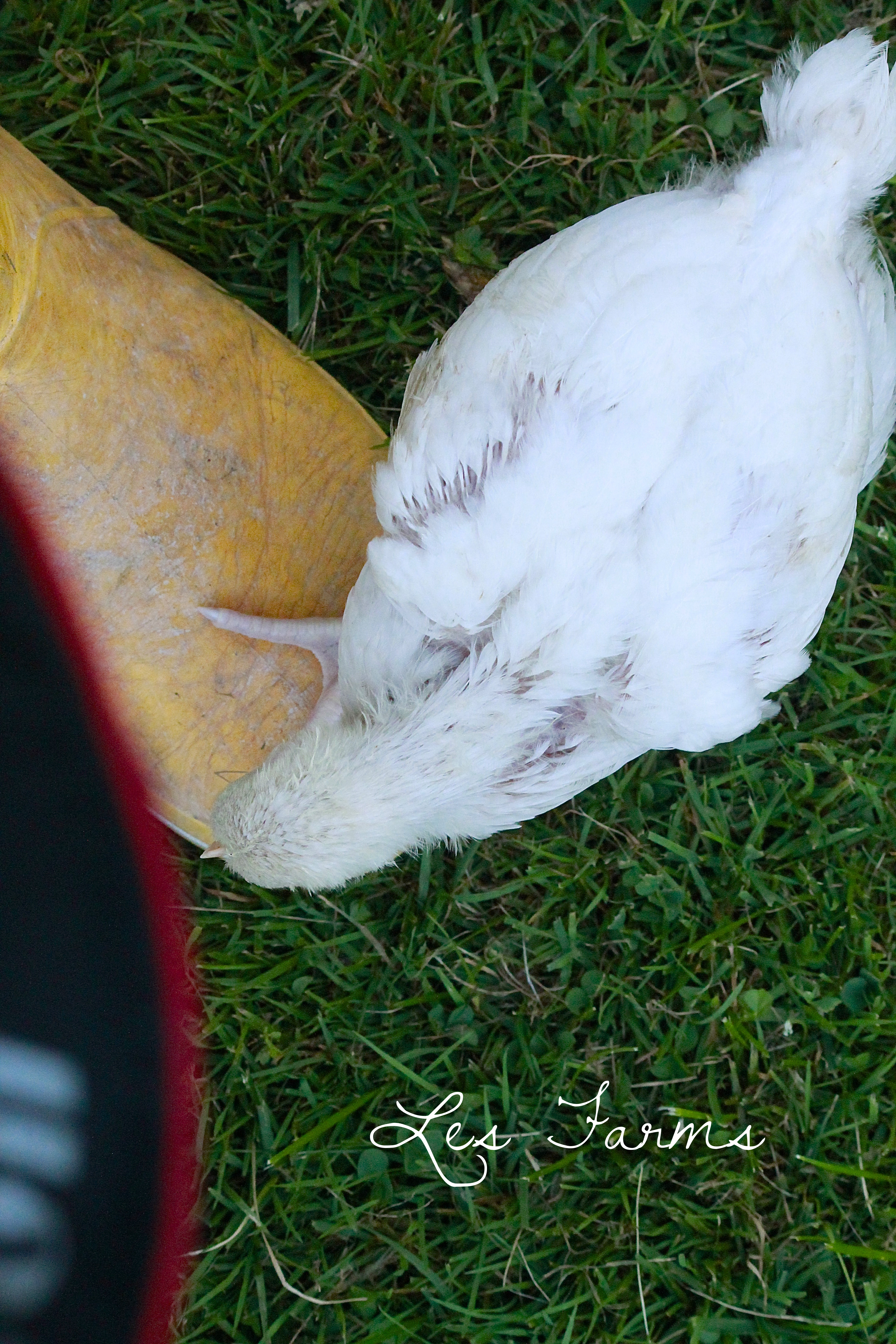 One of the CX begging for dinner