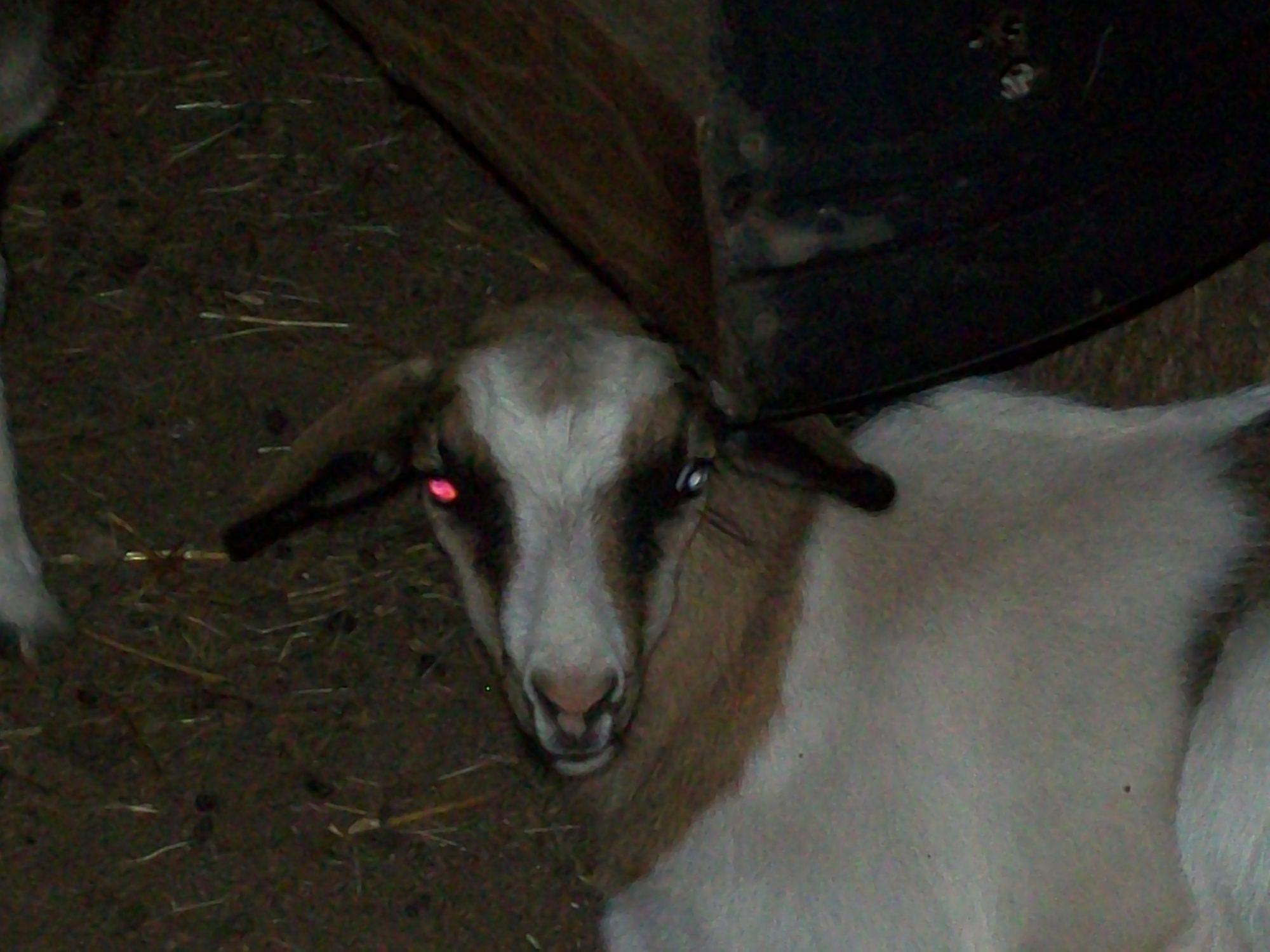 One of the doelings