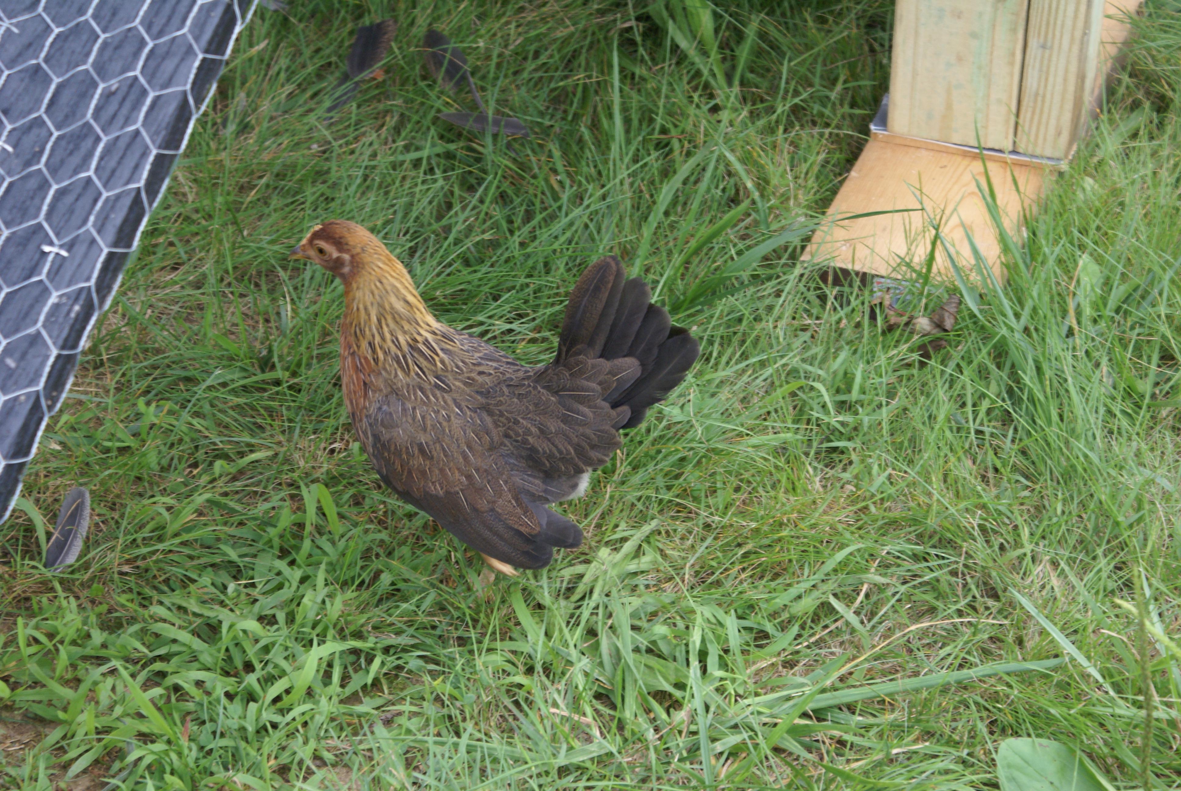 One of the Dutch Banties.