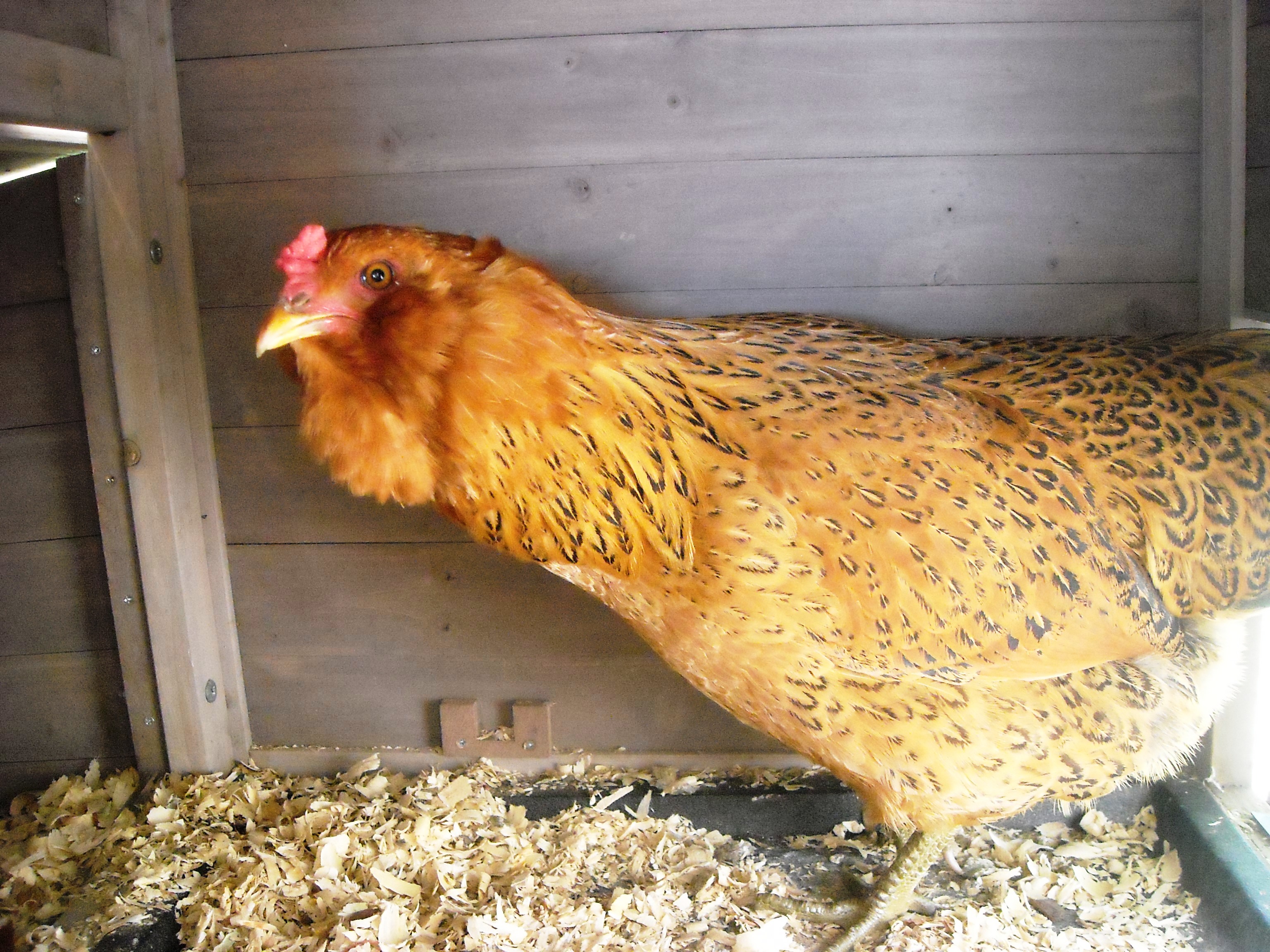 One of the EE Hens