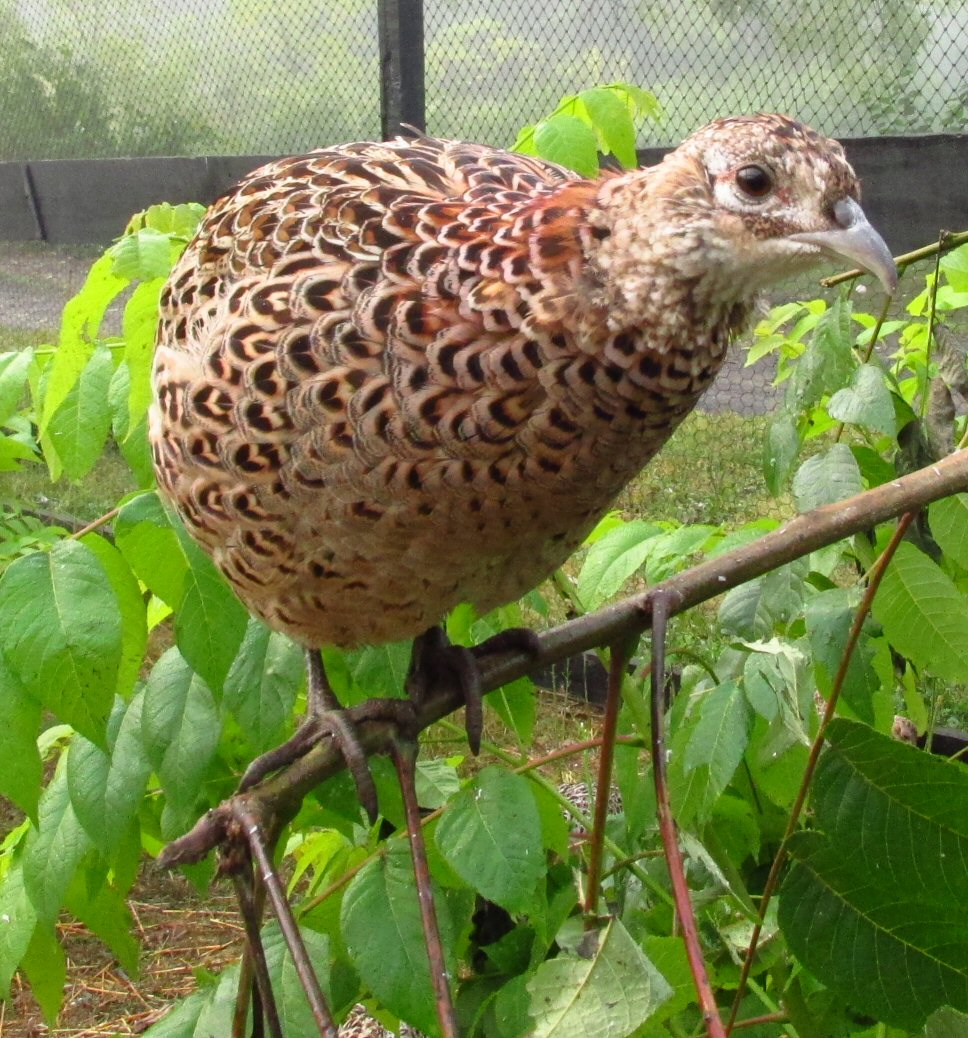 One of the female pheasants in her new pen