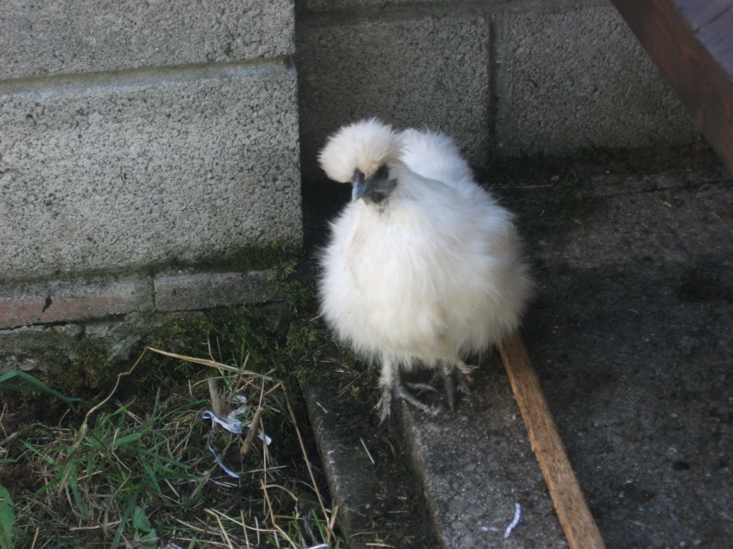 one of the first photos I took of Flossy after we recieved her last week :D