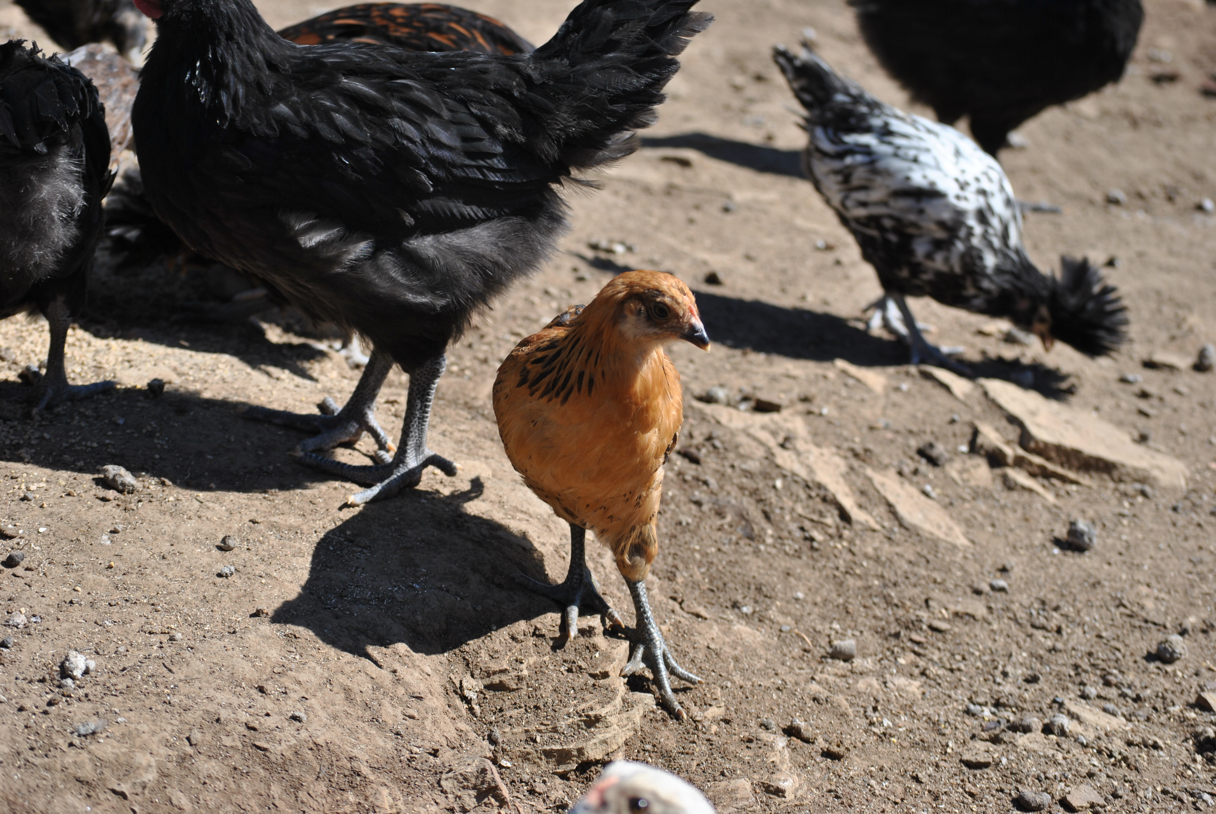 One of the hen Ameraucana's, and a hen Silver Laced Polish in the background.