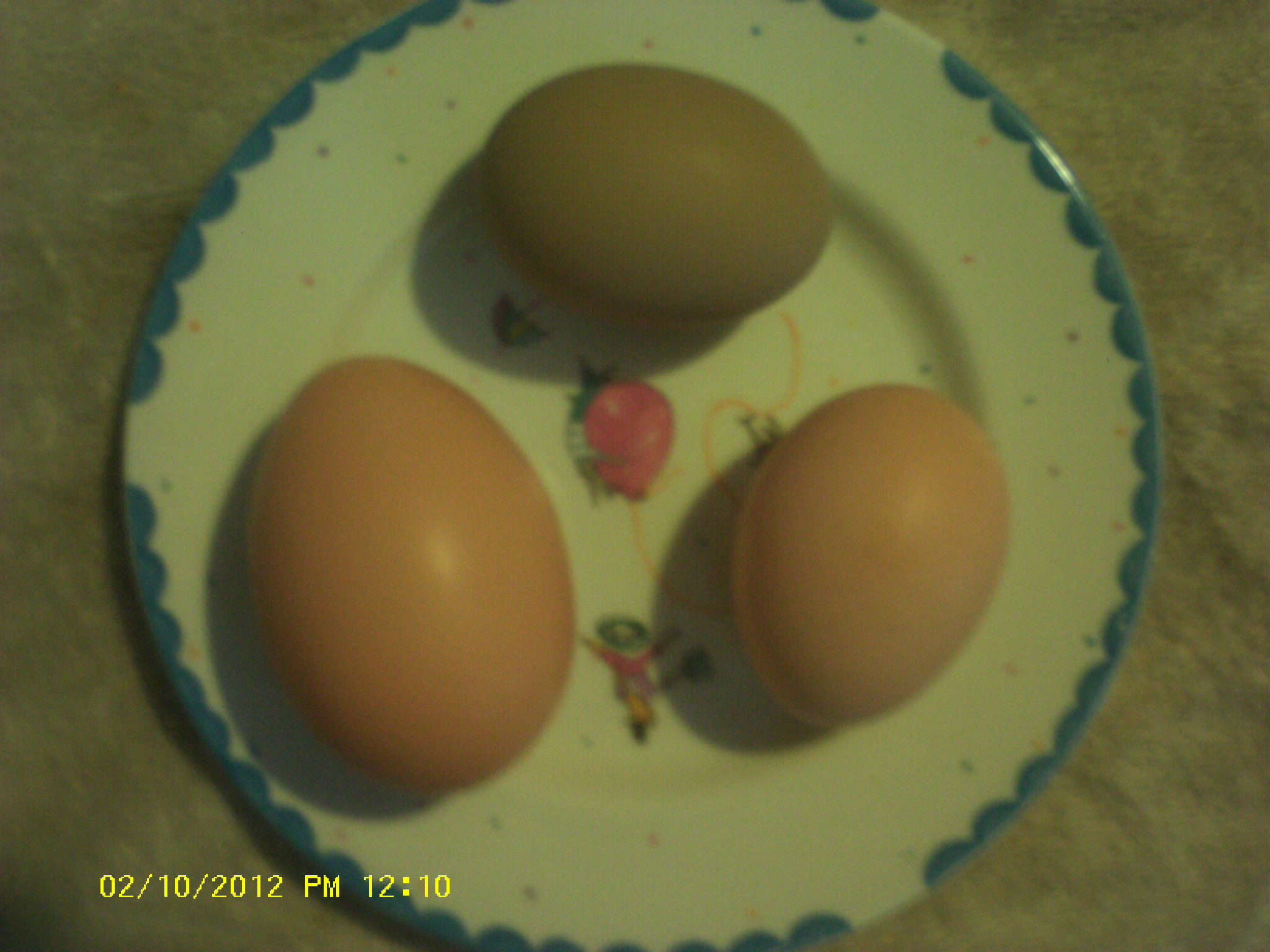 One of the hens thinks she is a goose.