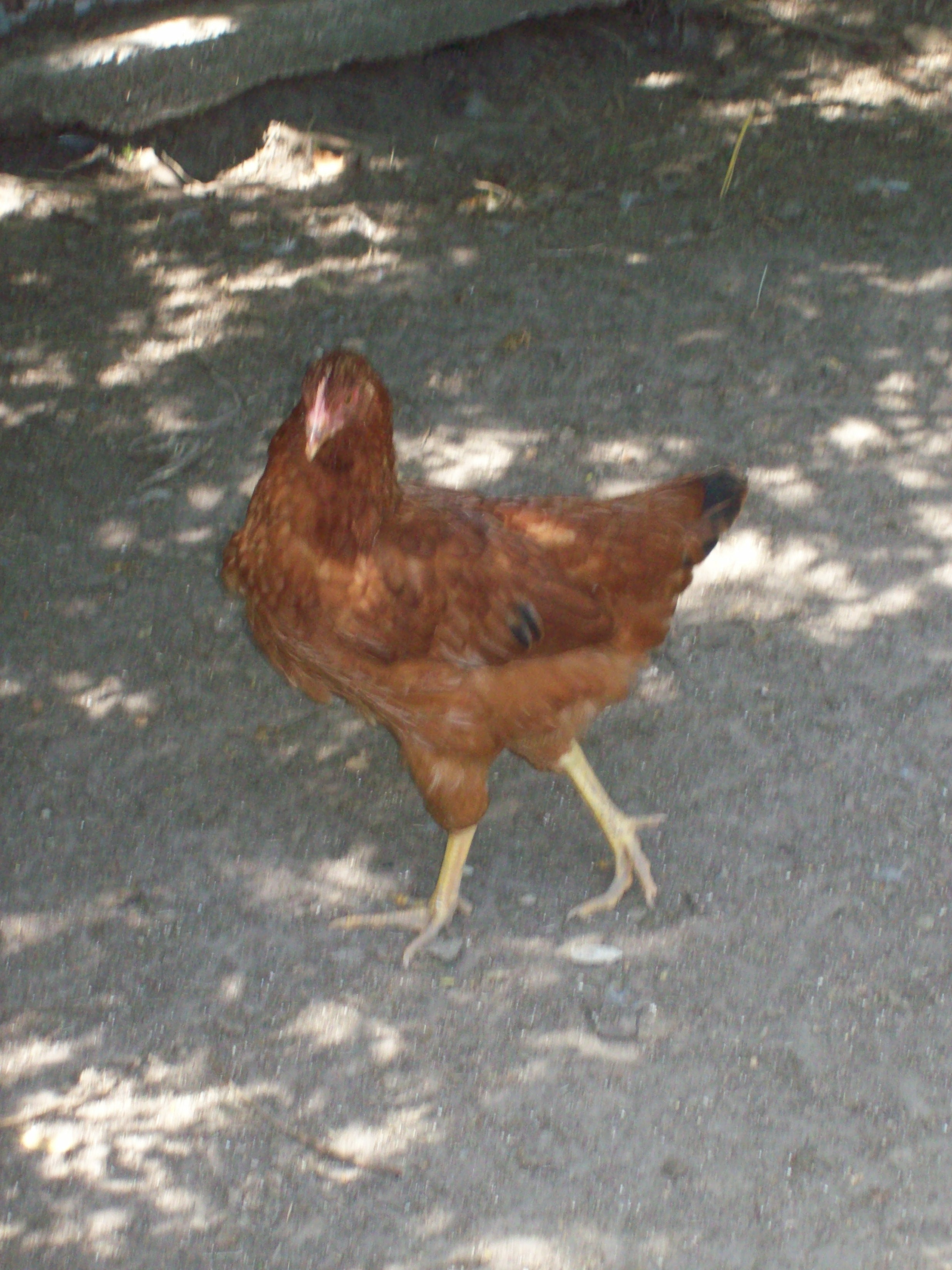 One of the hens we got back in spring this year.