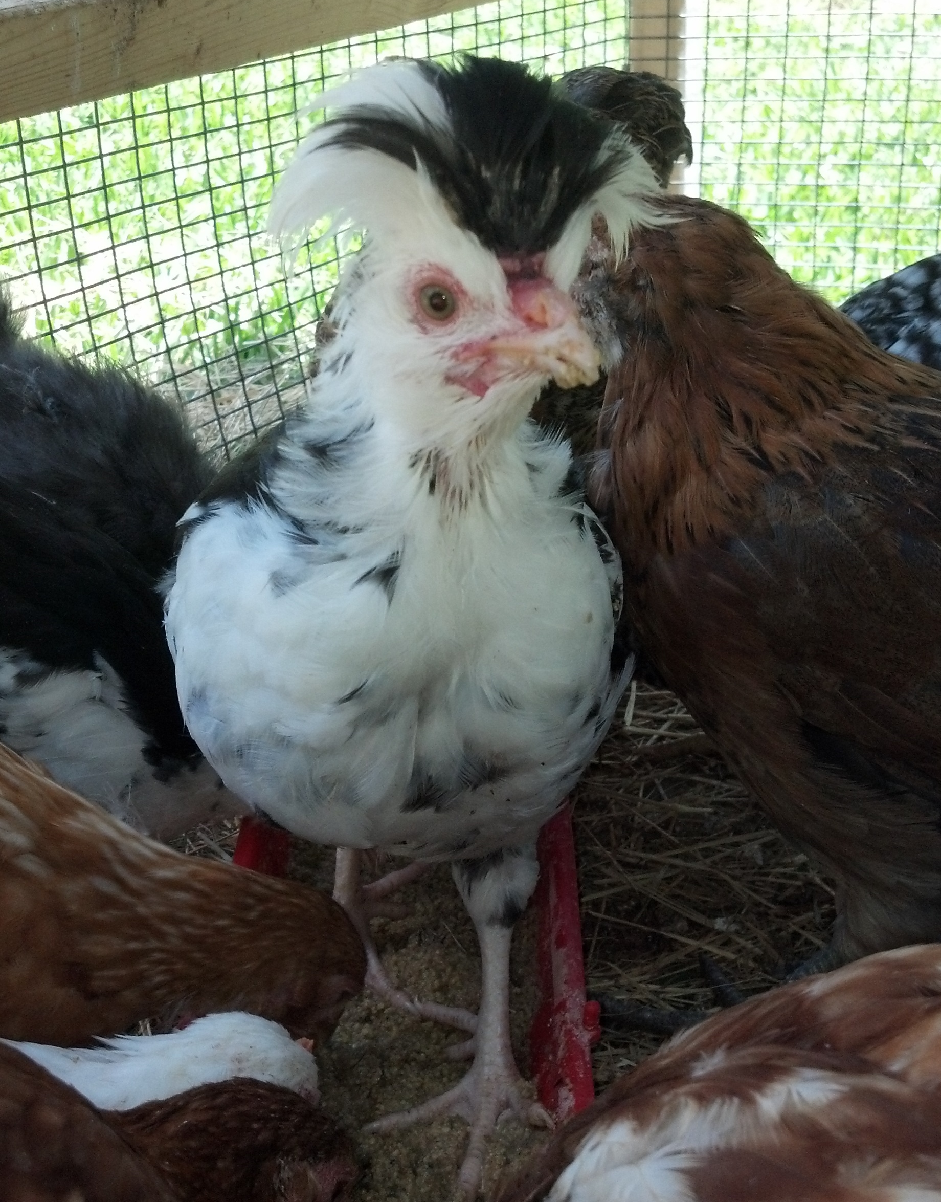 One of the Houdans.......getting big and enjoying their fermented feed so much he decided to stand in it. Which he tries to do every time I give it to them.  I say "HE" because I am thinking this one is a boy.