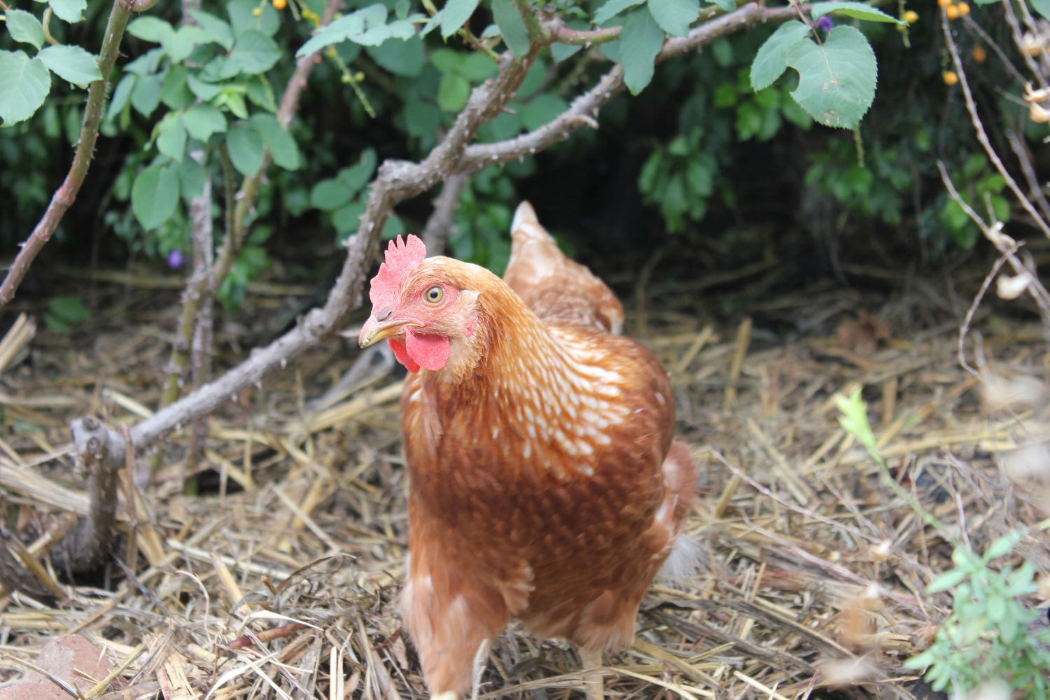 One of the Isa Browns. We don't actually have name's for them yet.
