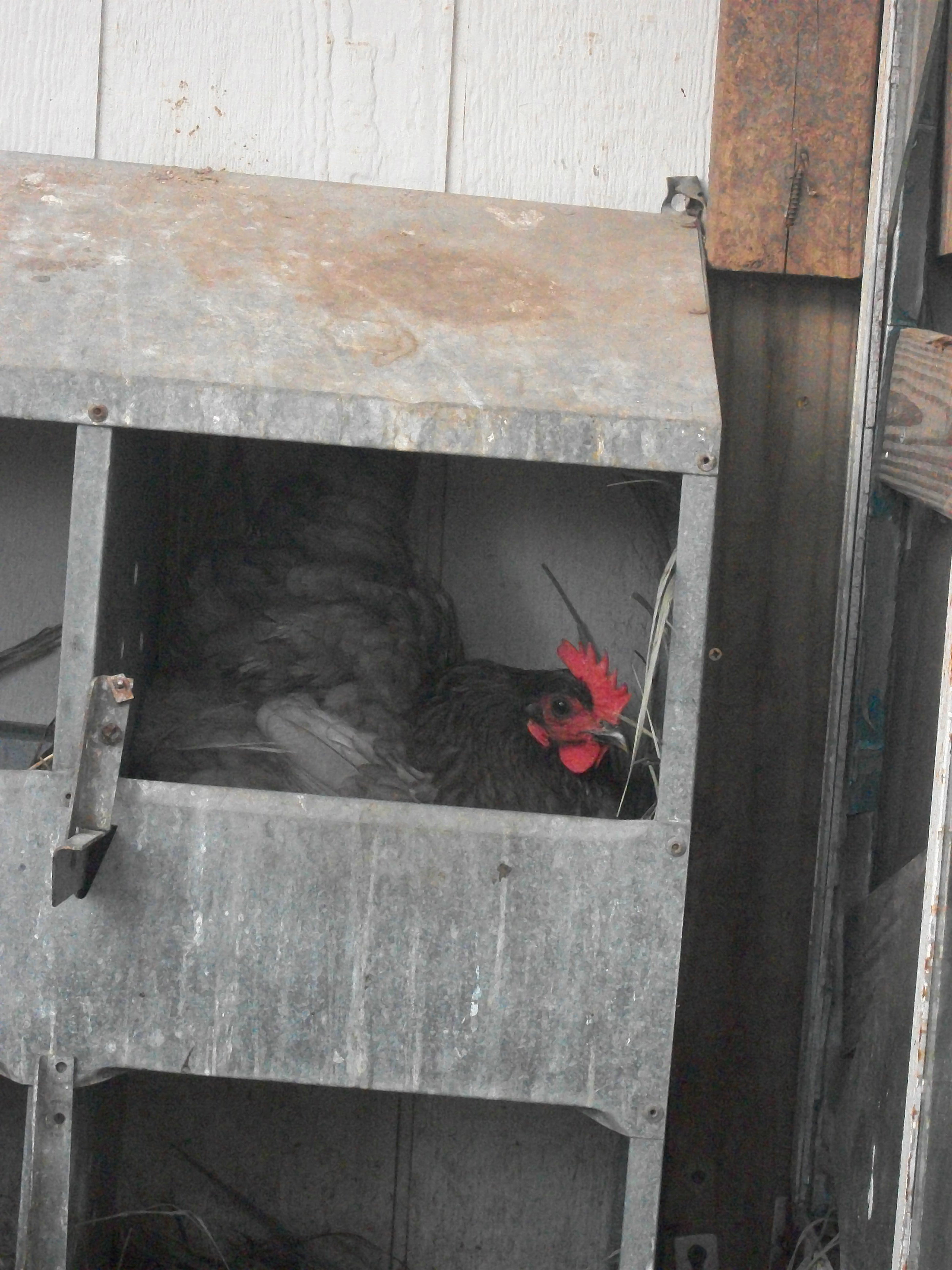 One of the "J" girls in a nest box.