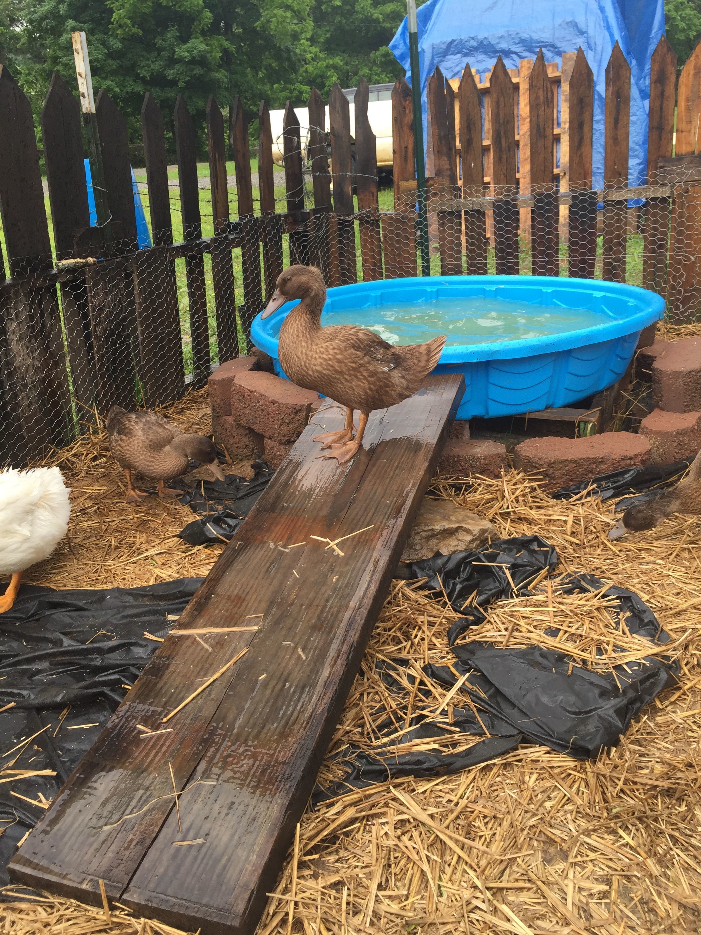 One of the Khaki Campbell ducks posted on the ramp to the pool