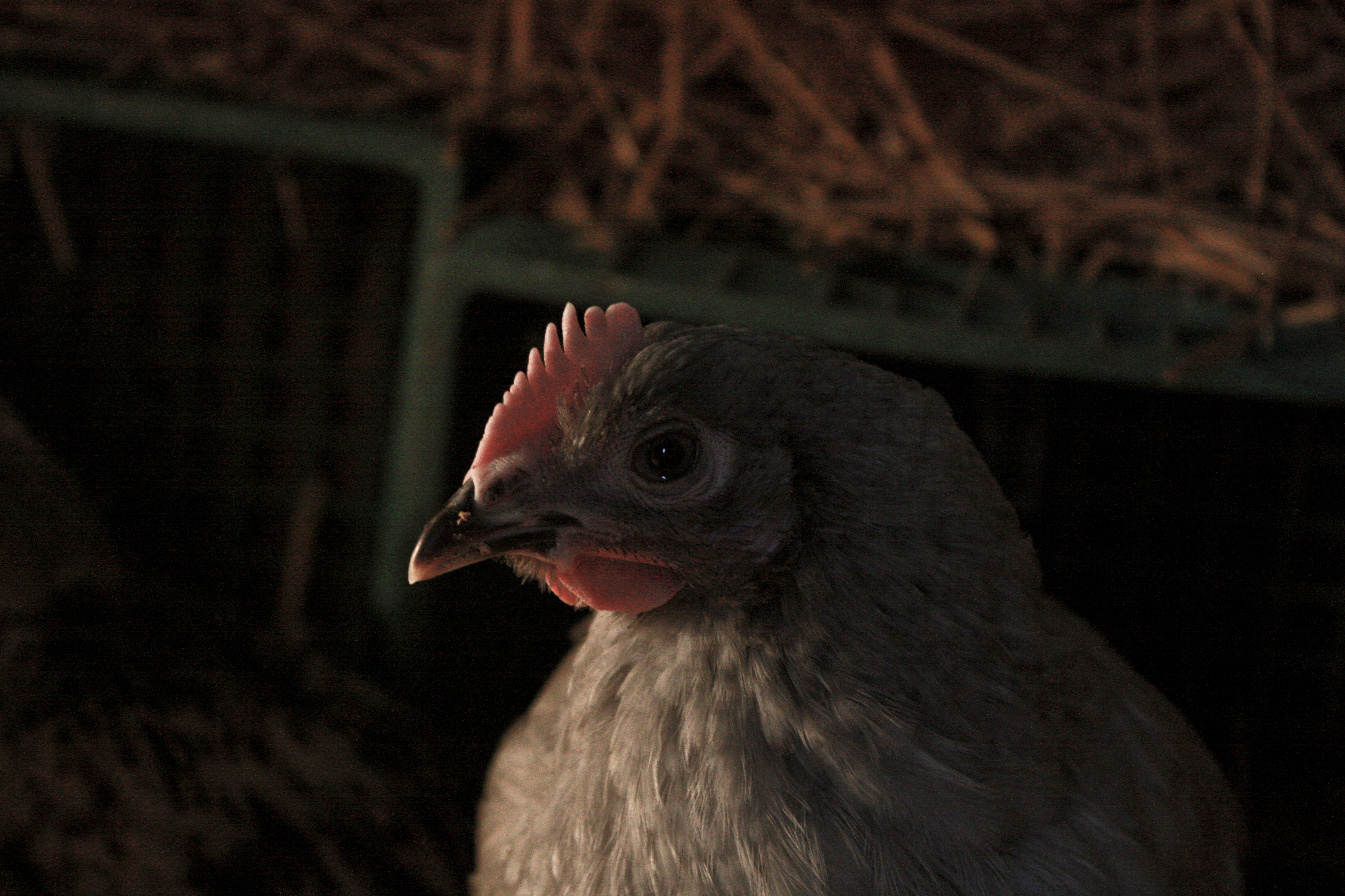 One of the lavender orpingtons i helped hatch and raise