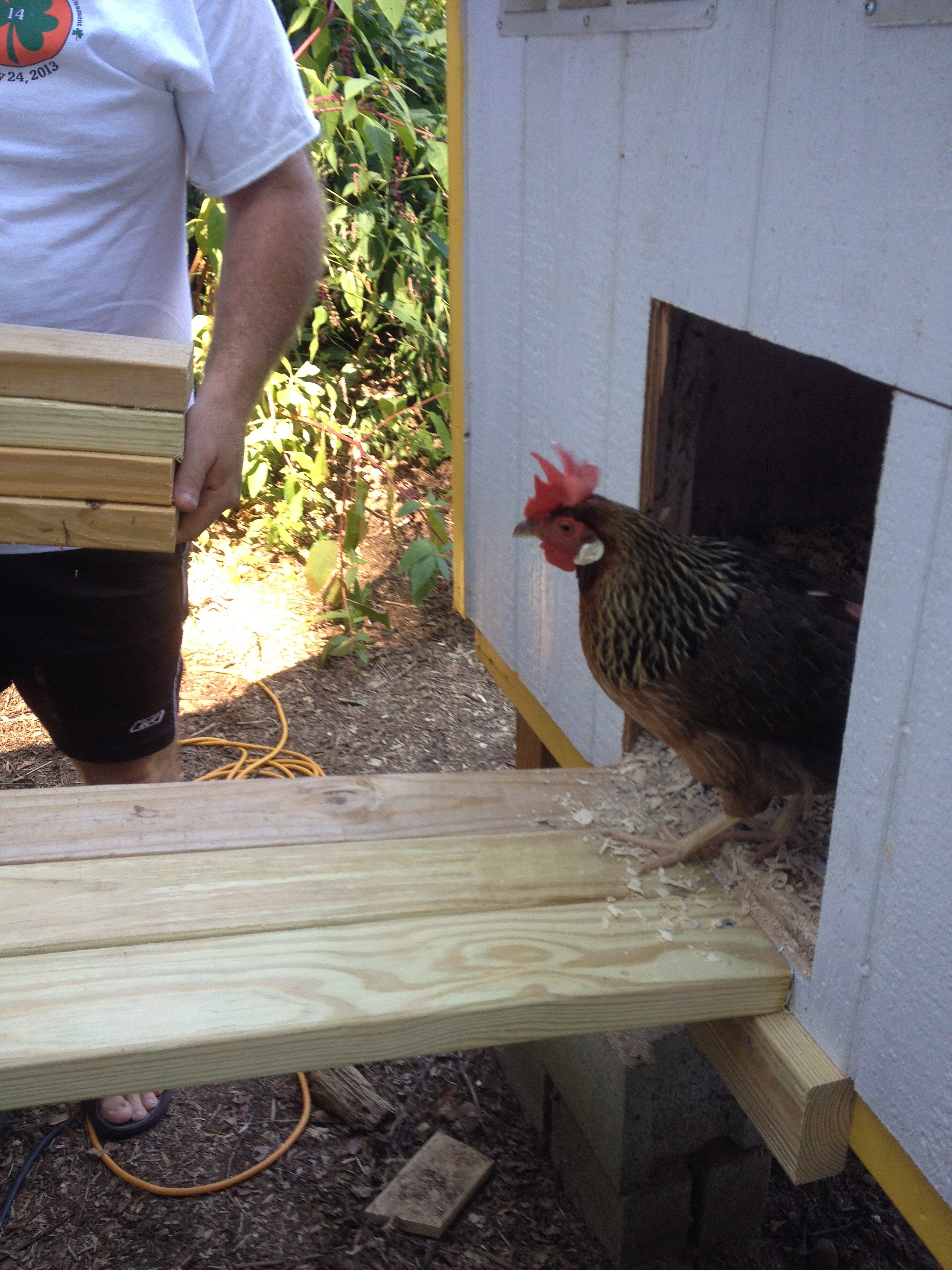 one of the leghorns is testing things out.