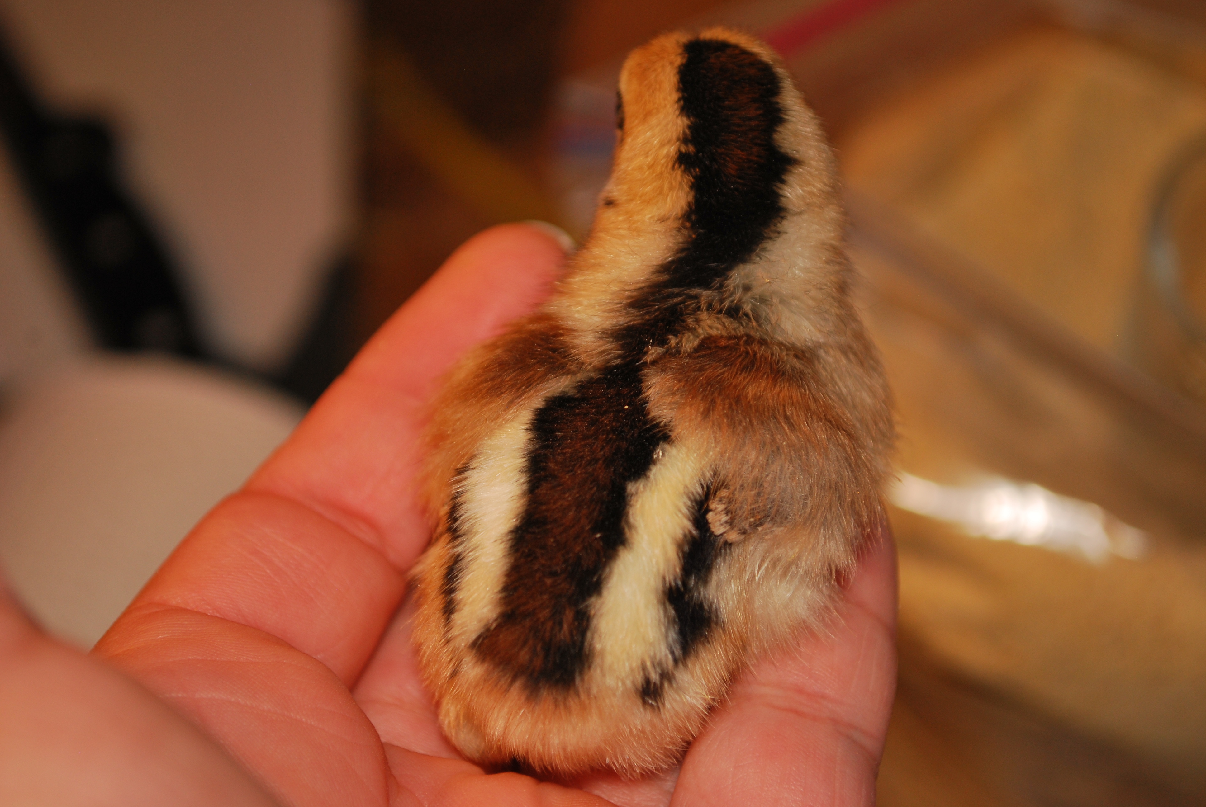 One of the littlest babies in the bunch. Very pretty stripes