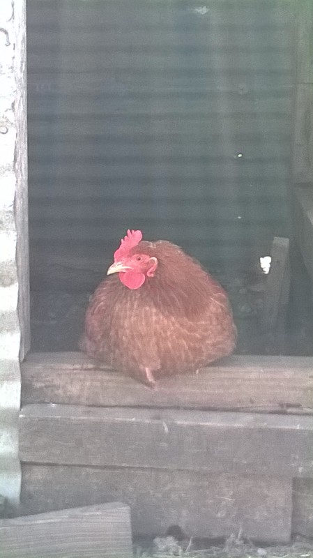One of the New Hampshire red girls sitting pretty