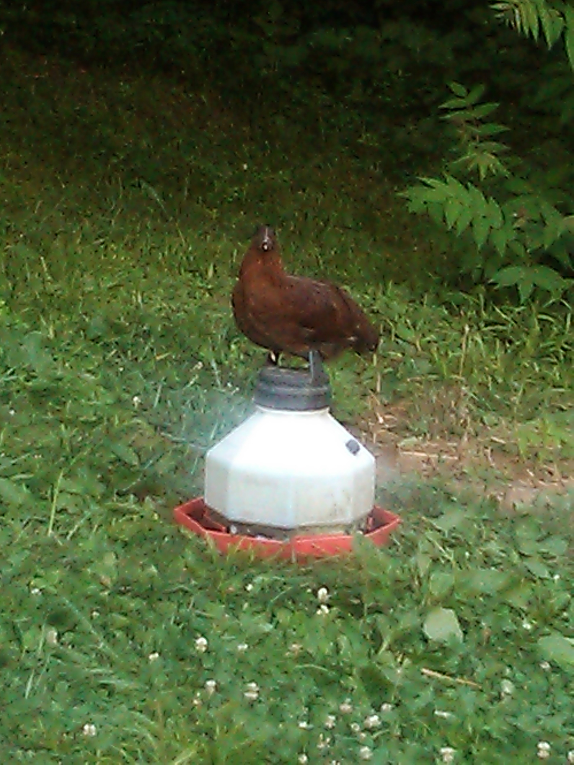 One of the new pullets from first hatching.