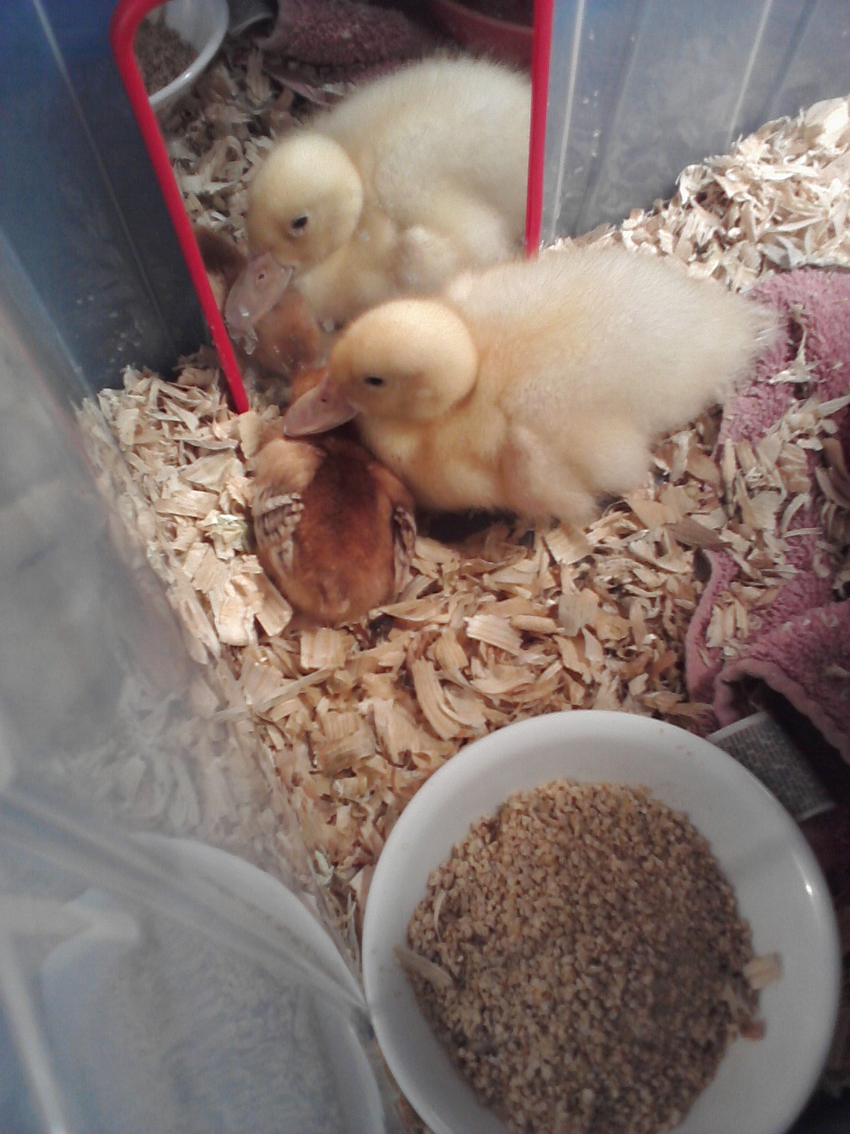 One of the new "Red Pullets" I picked up from Tractor Supply today. I think she's a Rhode Island Red. She's keeping Buttercup company since her last sibling passed away last week. They seem to get along well.