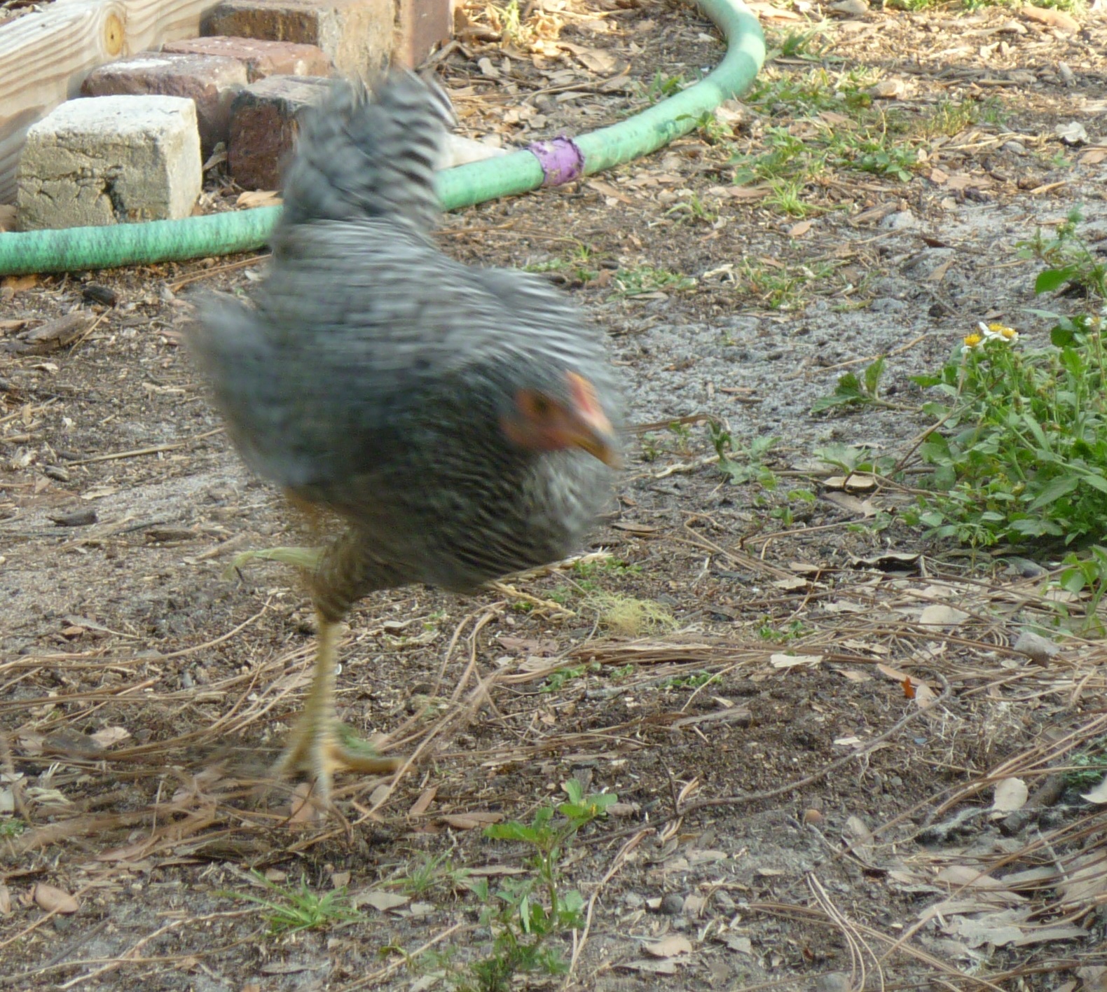 One of the other chickens found something really good... must get there fast!