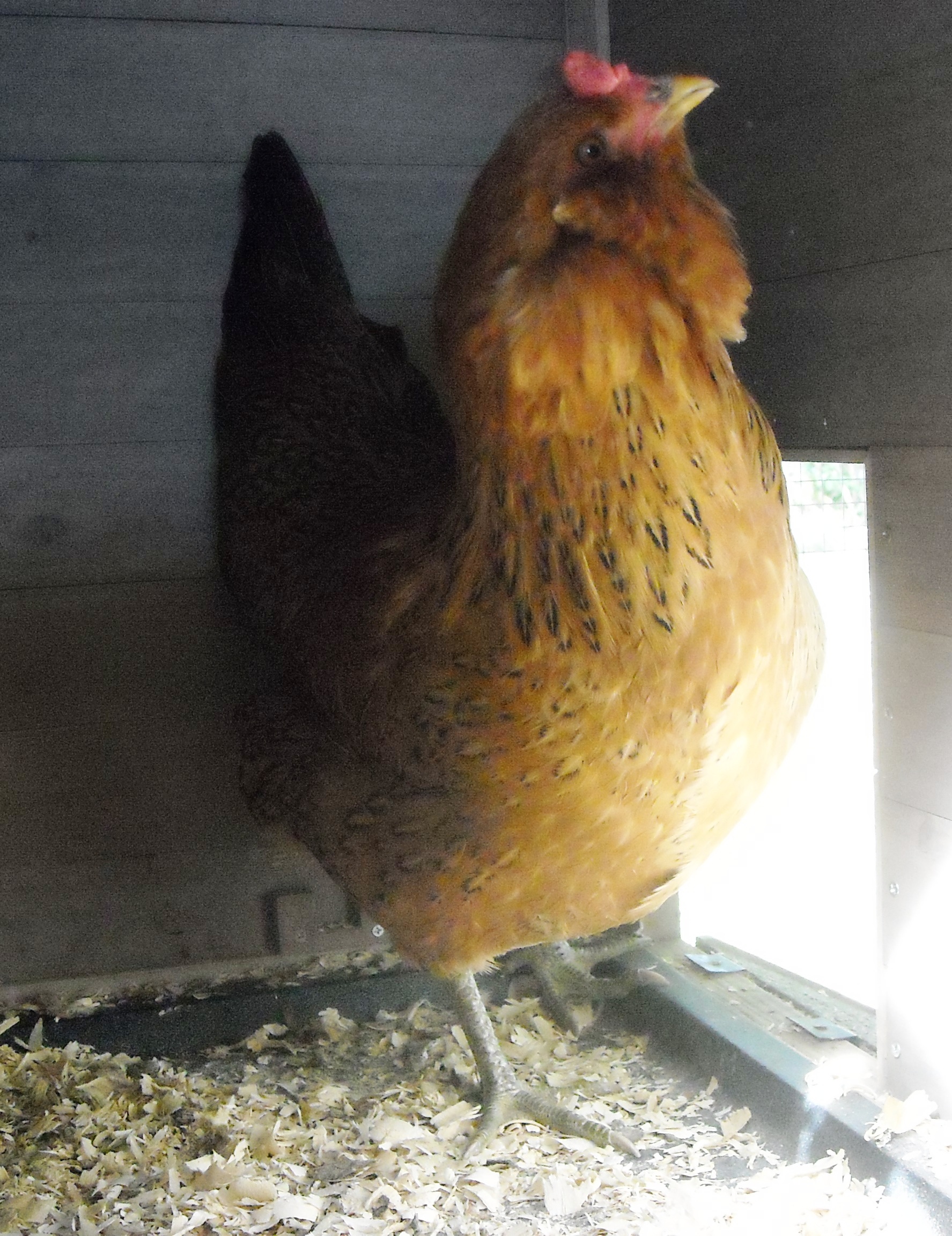 One of the other EE Hens