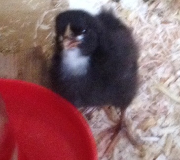 One of the Plymouth Rock's looks like she is werar ing spectacles.  We have named her Matilda