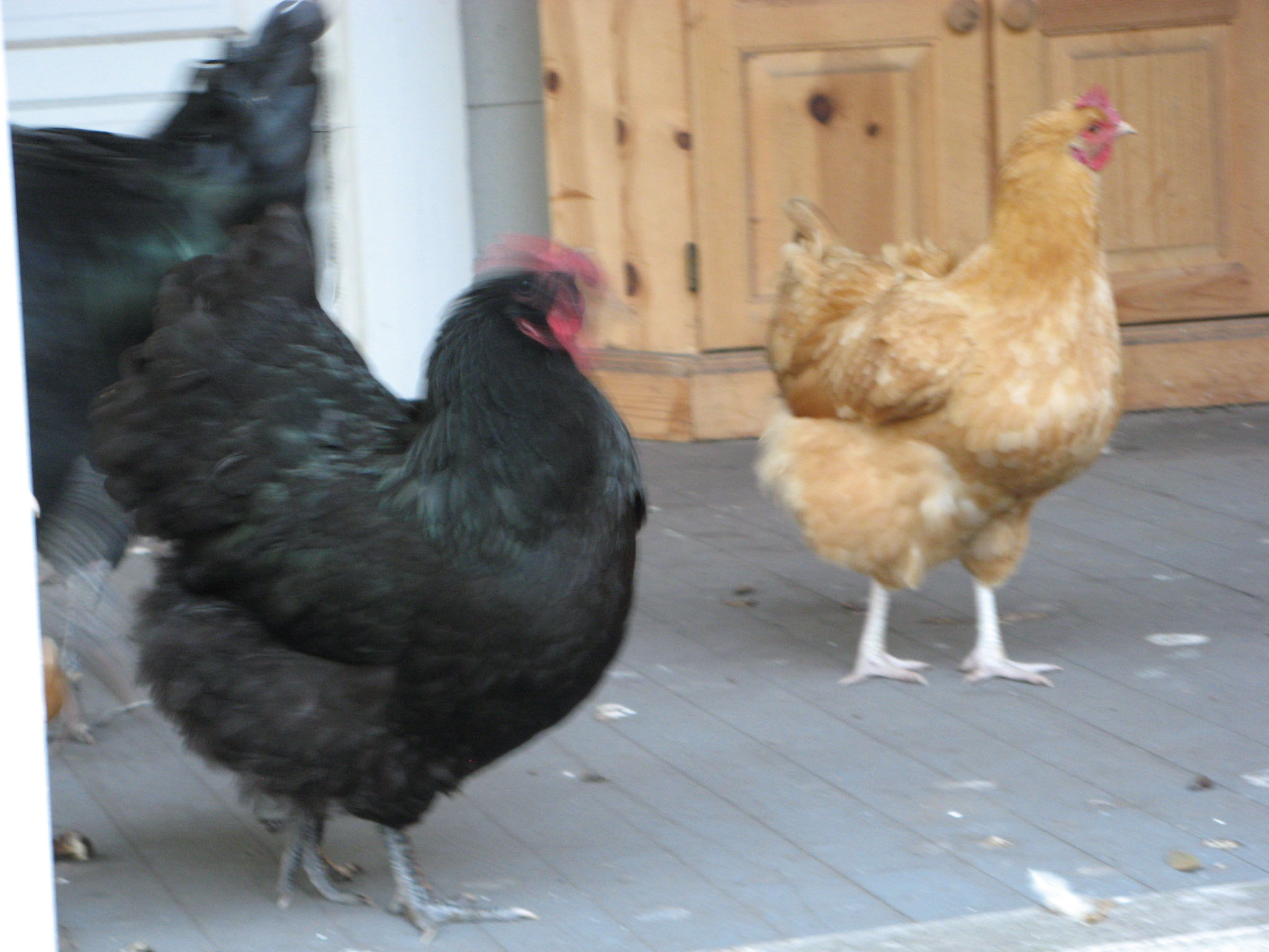 One of the pullets at 8 months old.