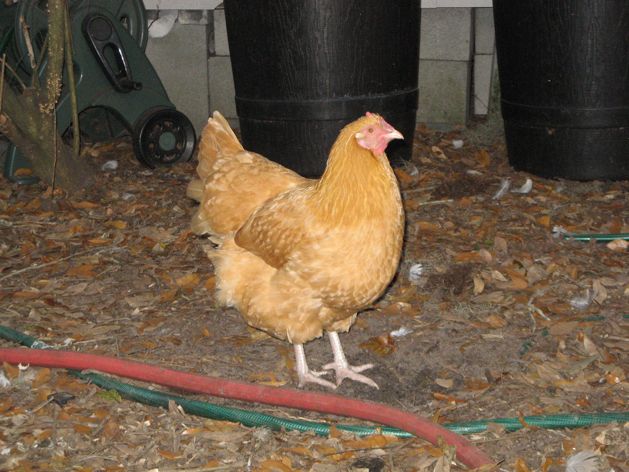 One of the pullets for my breeding flock for 2013.