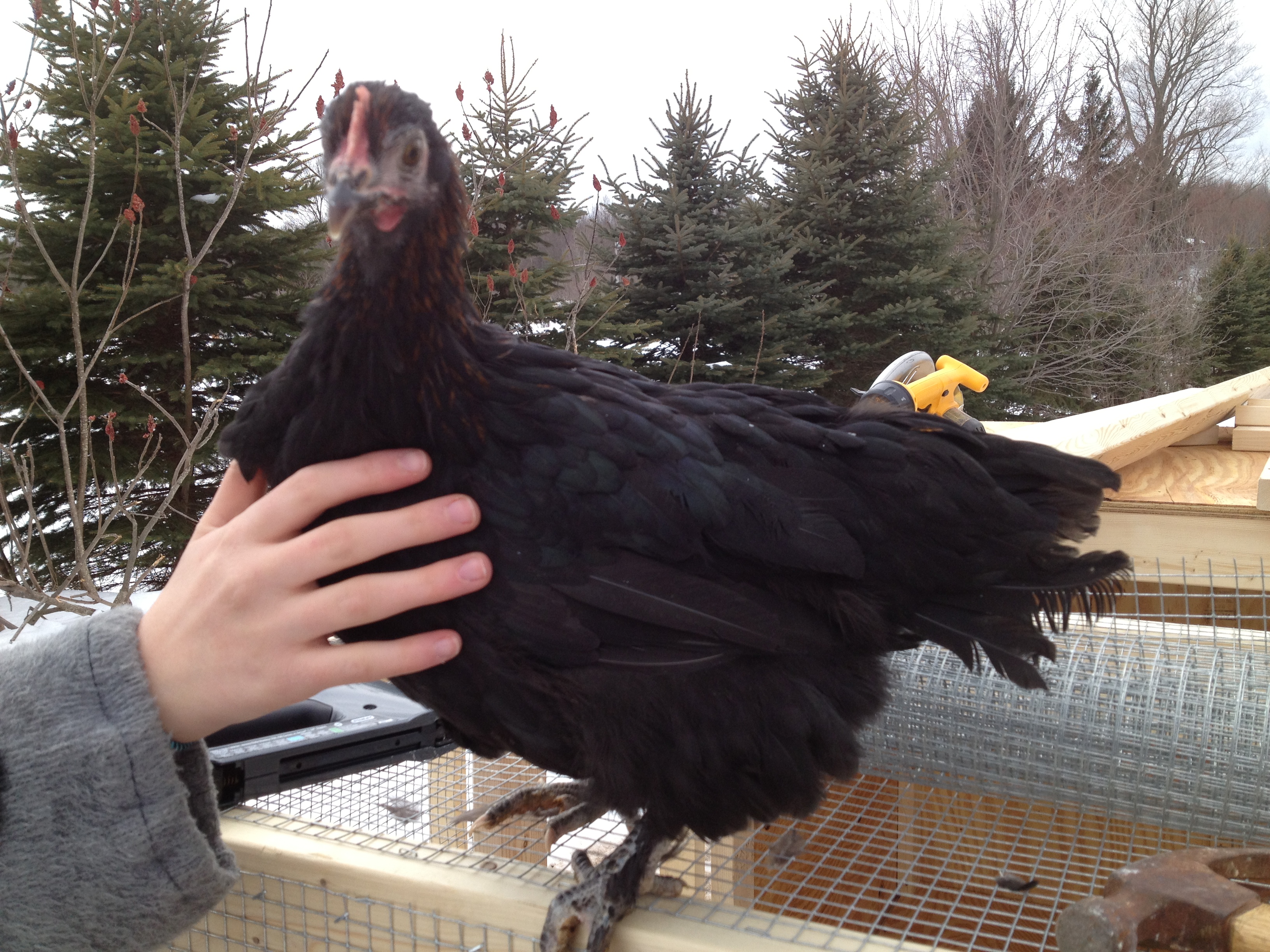 One of the pullets. I'll call her #1 for now, so I can tell which pics are of her when I add more.
