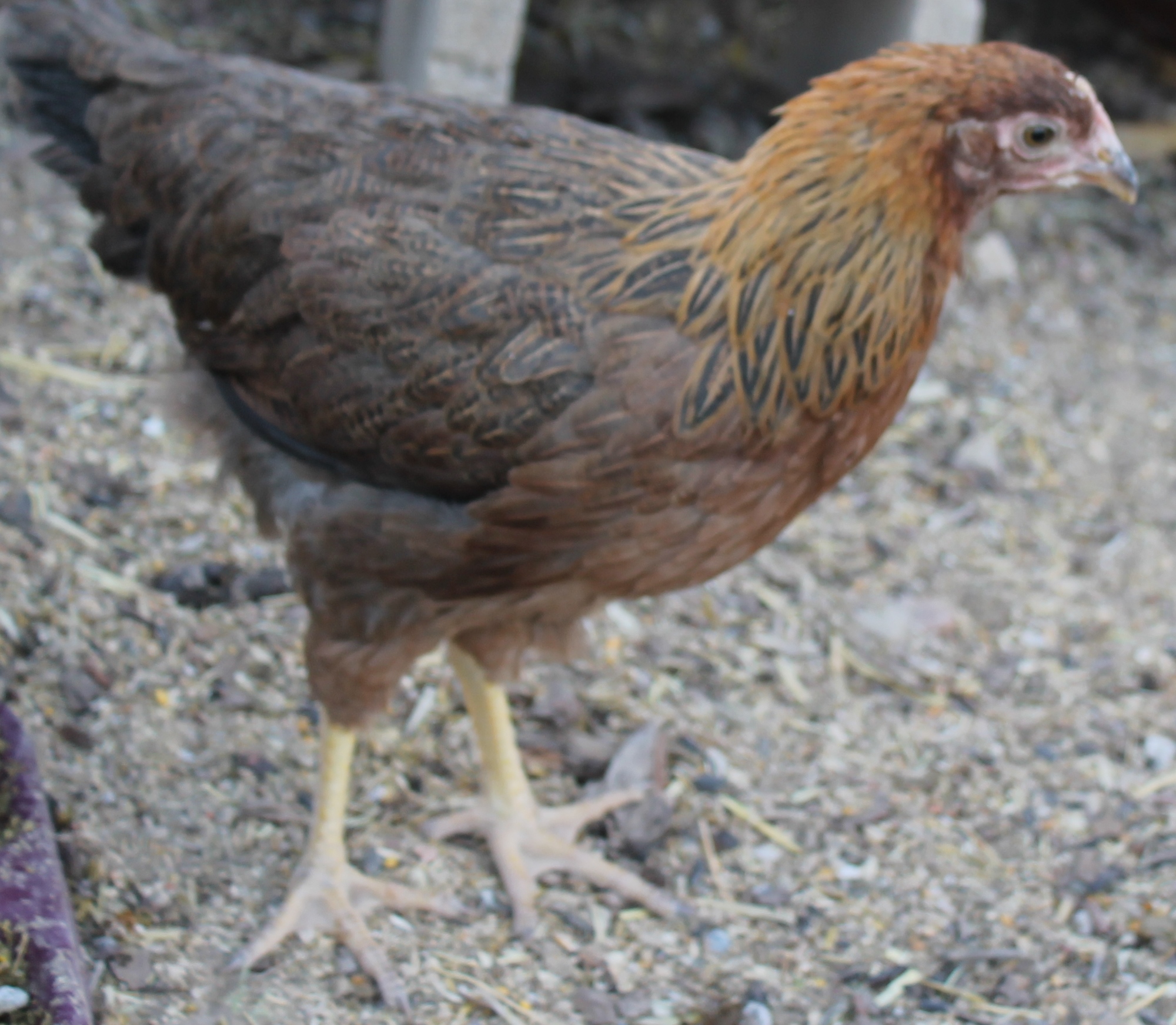 one of the pullets