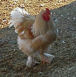 One of the roo's I kept for my breeding program..