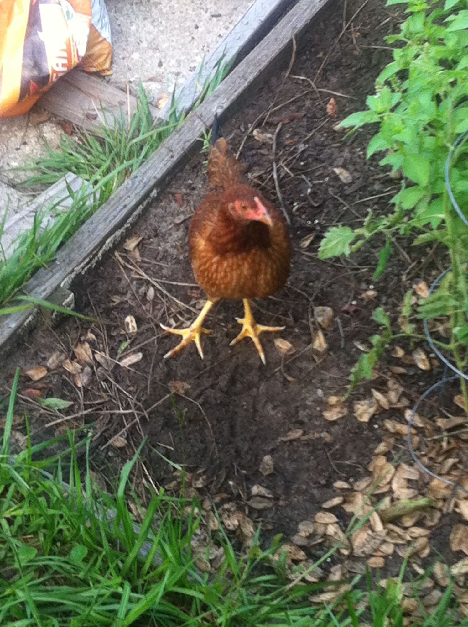 One of the second generation girls. I put 7 eggs in an incubator and got 6 girls and 1 rooster!