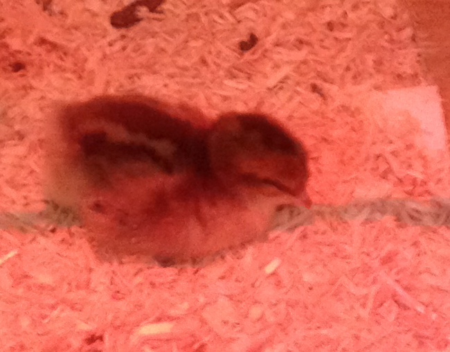 One of the Speckled Sussex taking a nap