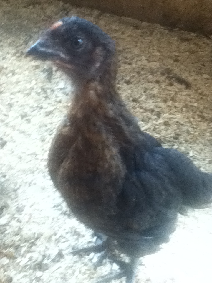 One of the Stellas at about a month and a half old. As you can see she likes to pose...