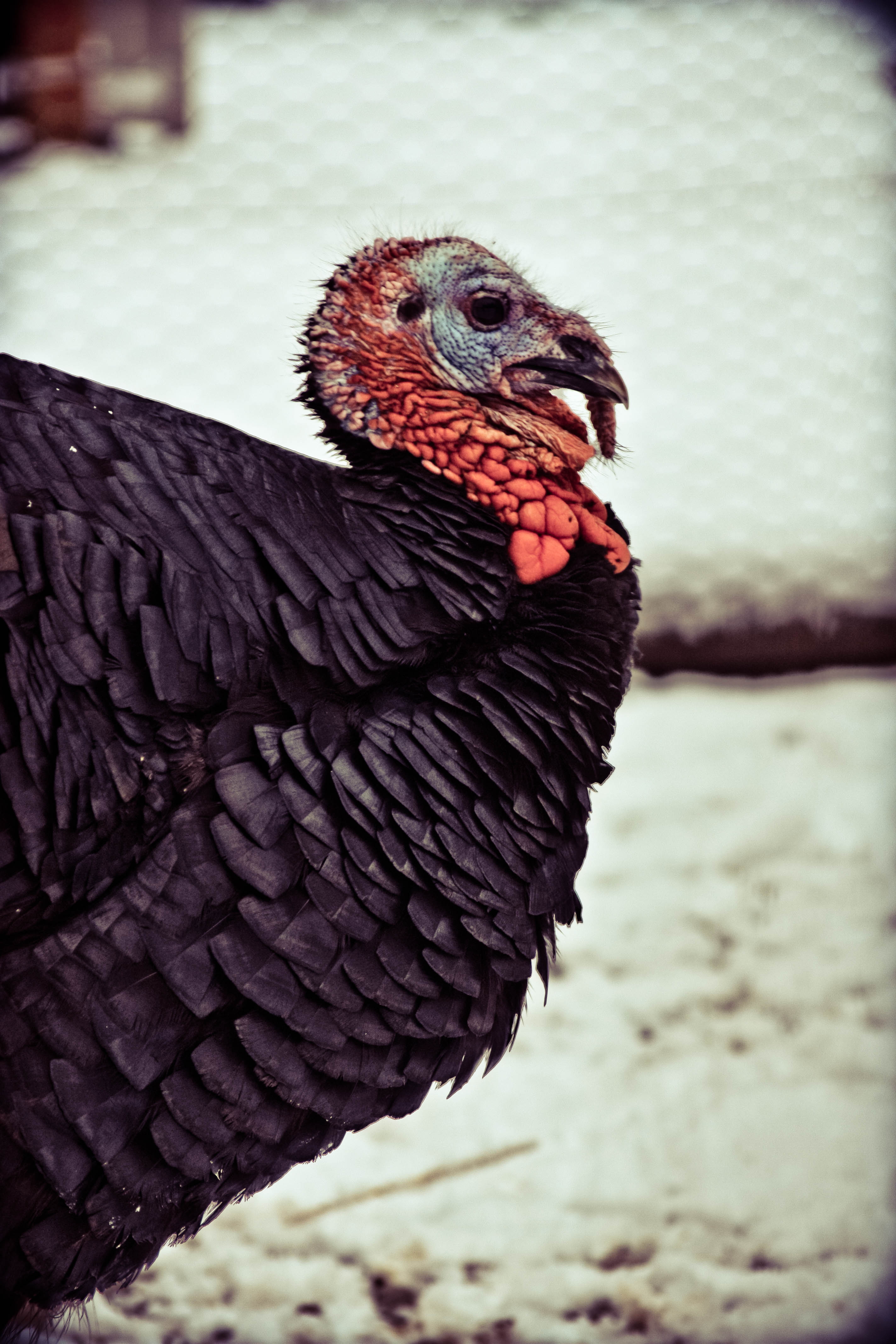 One of the toms.