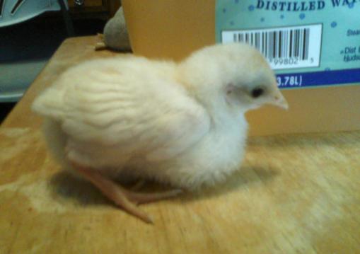 One of the two white chicks I got.