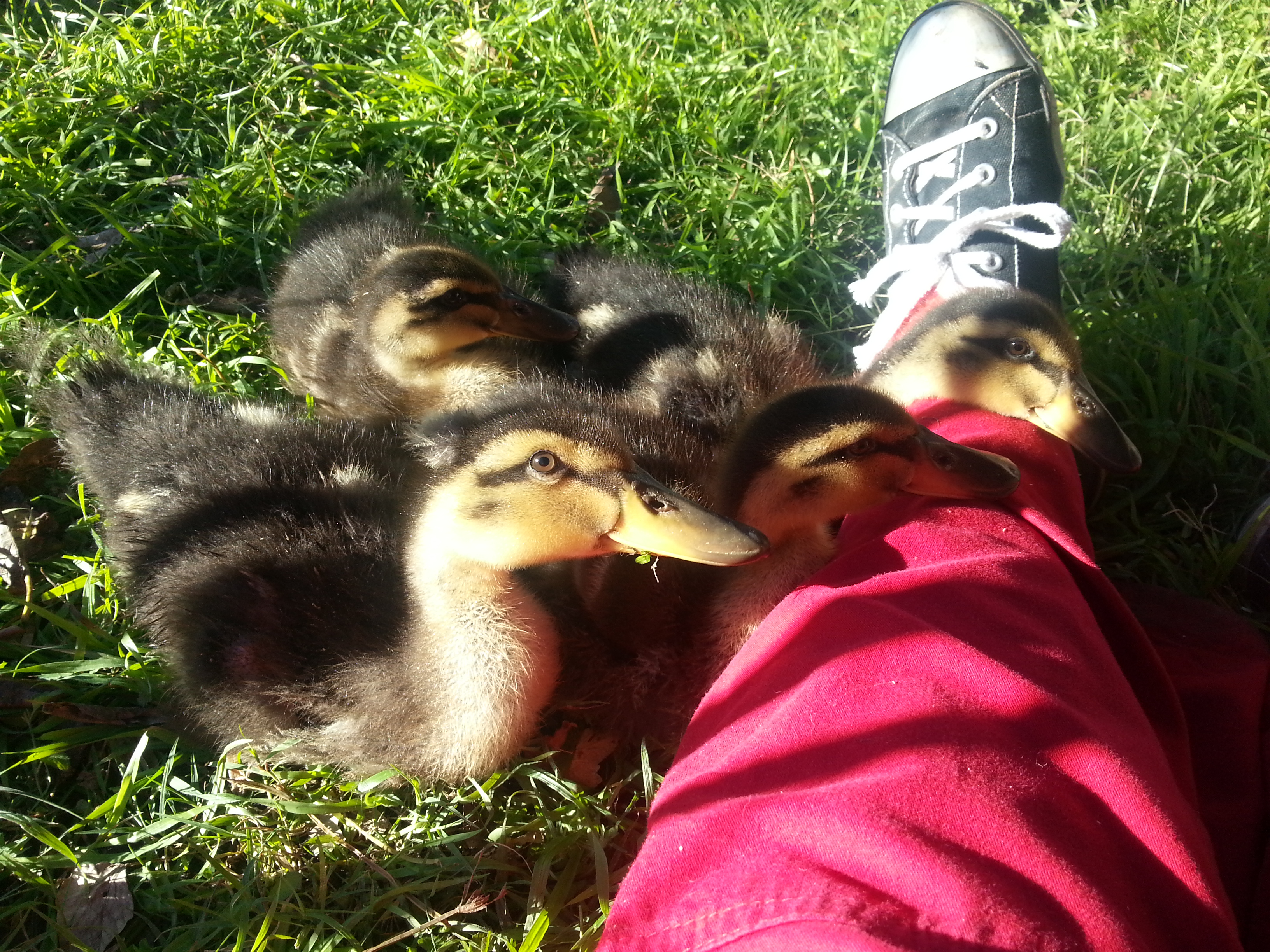 One of their first days outside in the new pen!