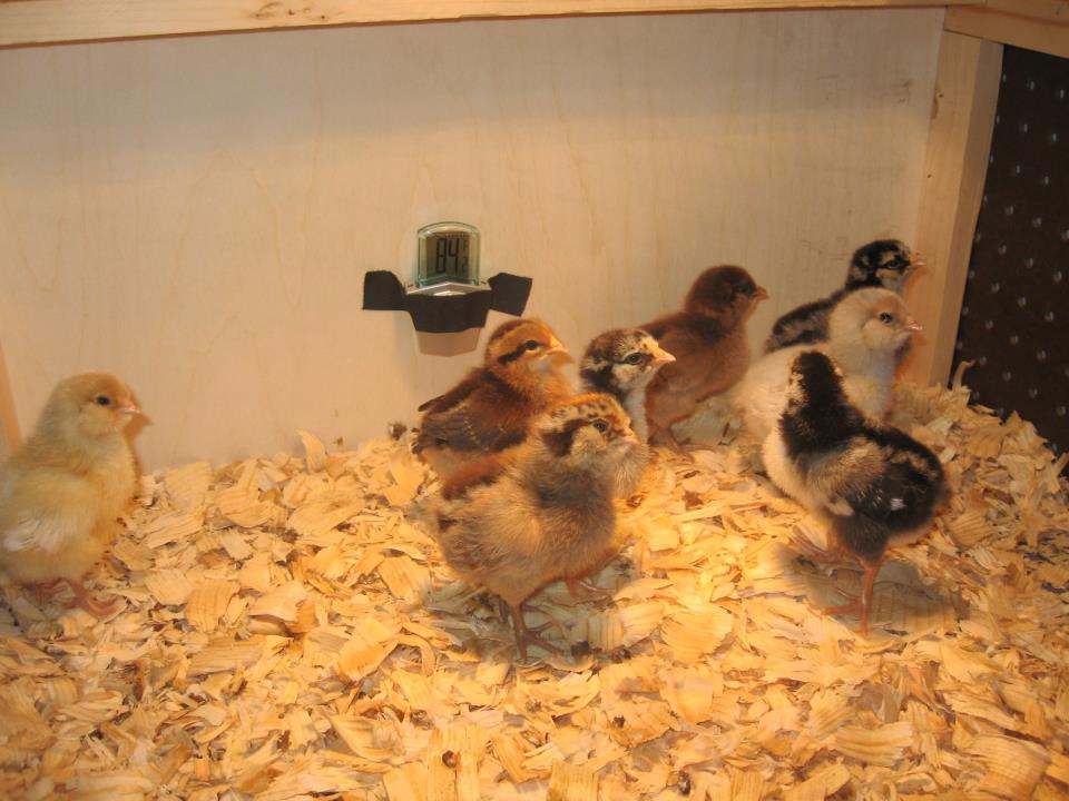 One of these chicks, is not like the others... (and... it turned out it was a Roo... a tasty tasty Roo.)