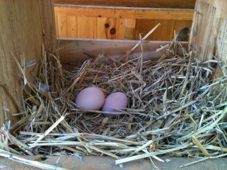 one of these eggs is not like the other