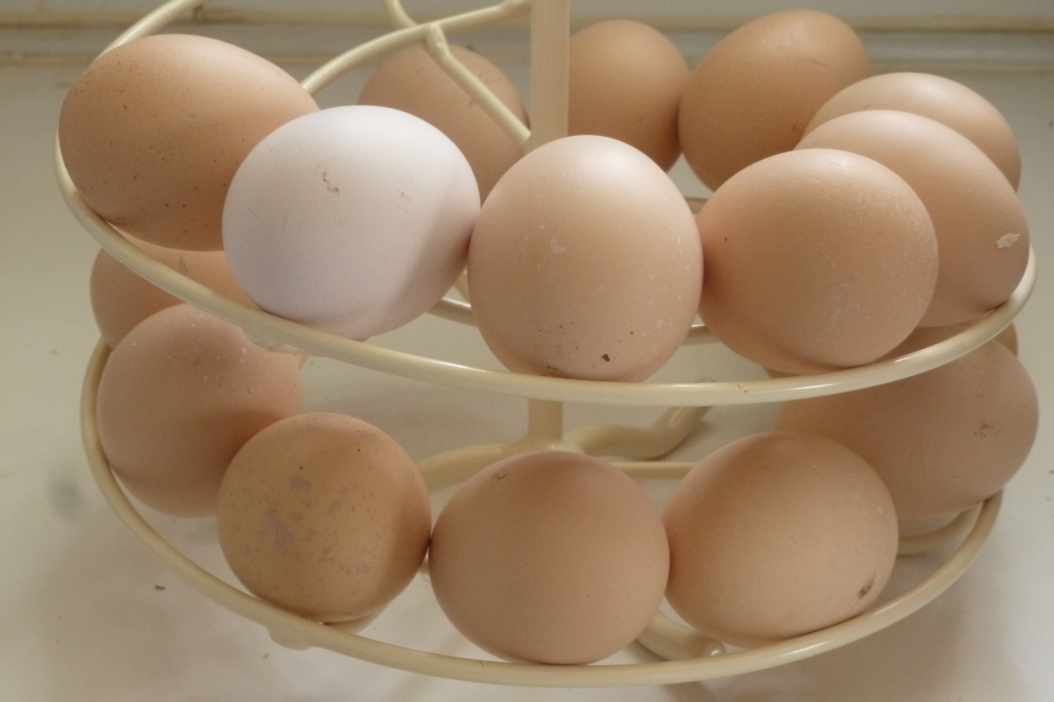 One of these things is not like the other ... curious as to why one of our girls laid a very pale pink egg yesterday, instead of the usual light brown ...