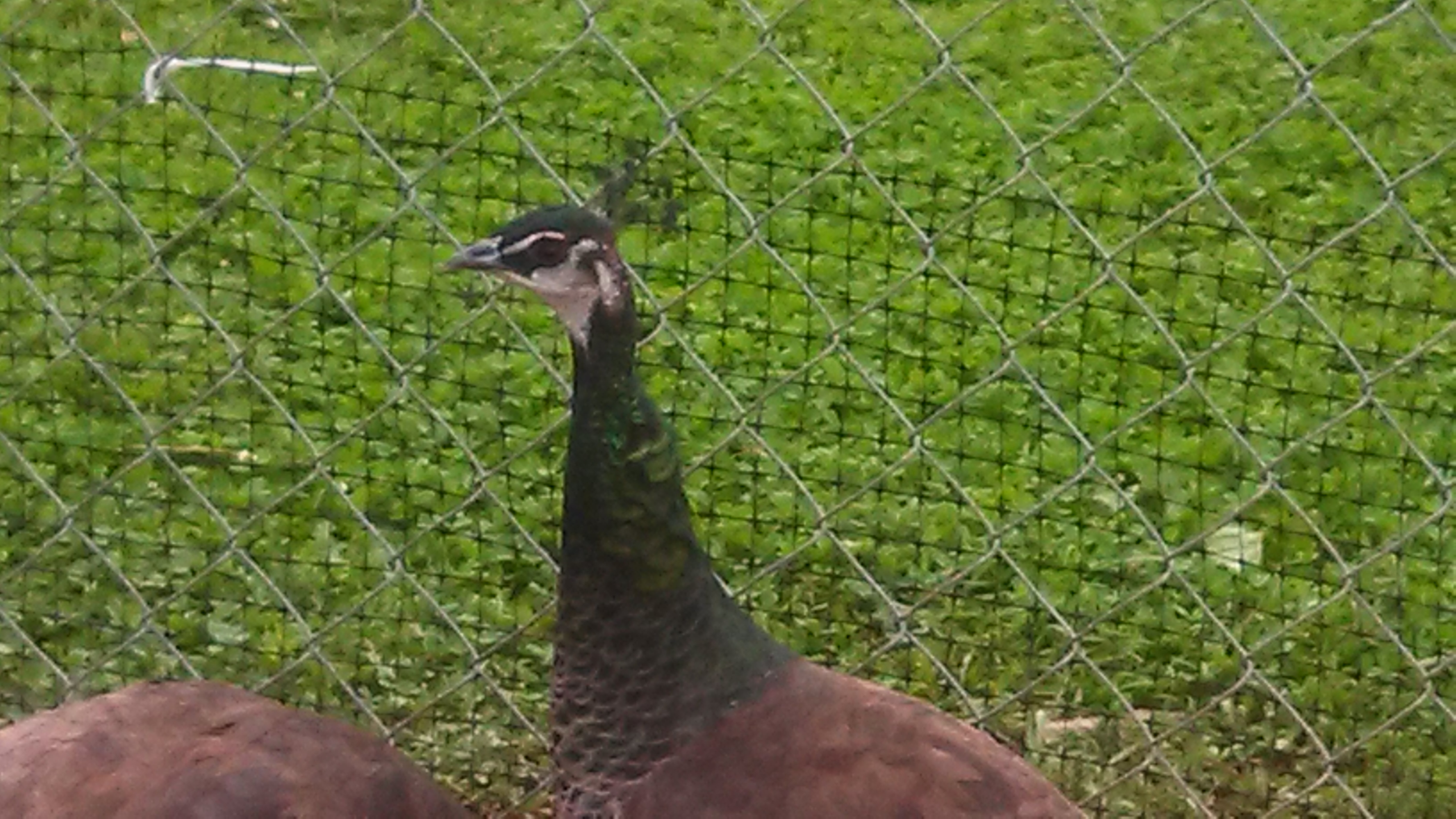 One of three new peahens..
her neck is also 'scaley' and
all are just under 1 year or age