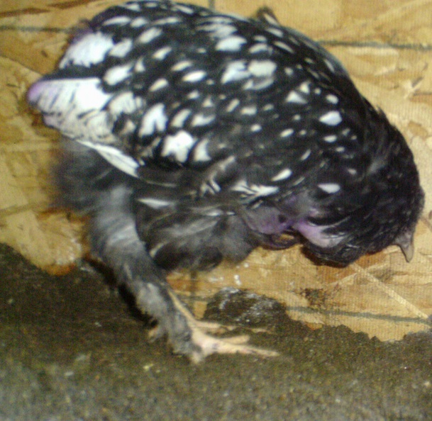 One of two Cochin rescue just 3 weeks ago  " Creole " just starting to grow Tail & Chest feathers.