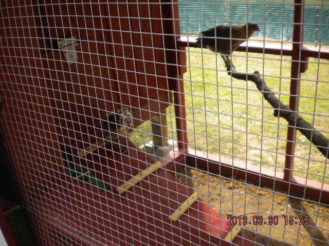 One on the ladder ("why is the door closed?") and one on the roost branch.